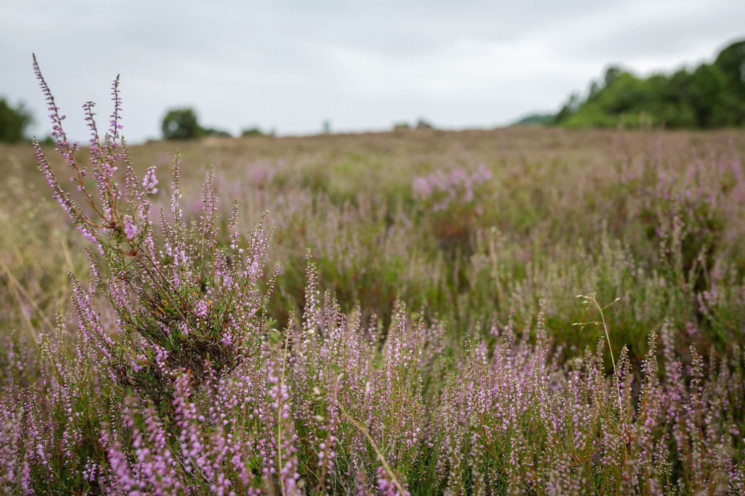 Als alle LBV-deelnemers stoppen, levert dat mogelijk 37 mol stikstofreductie per hectare op. Foto: Canva/Taikrixel