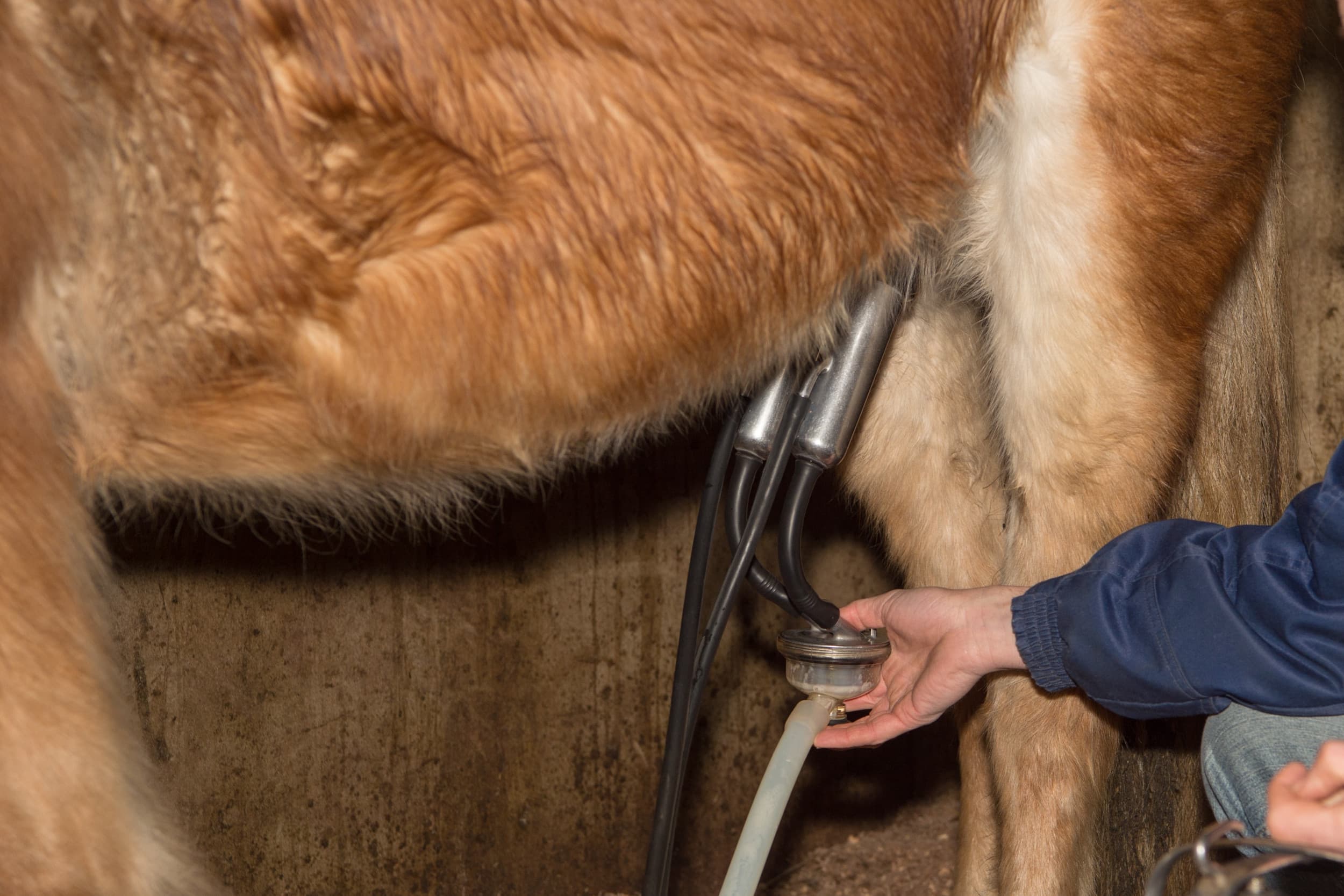 Paarden- en ezelmelk worden vaak verwerkt in voedingssupplementen. Foto: Michel Velderman