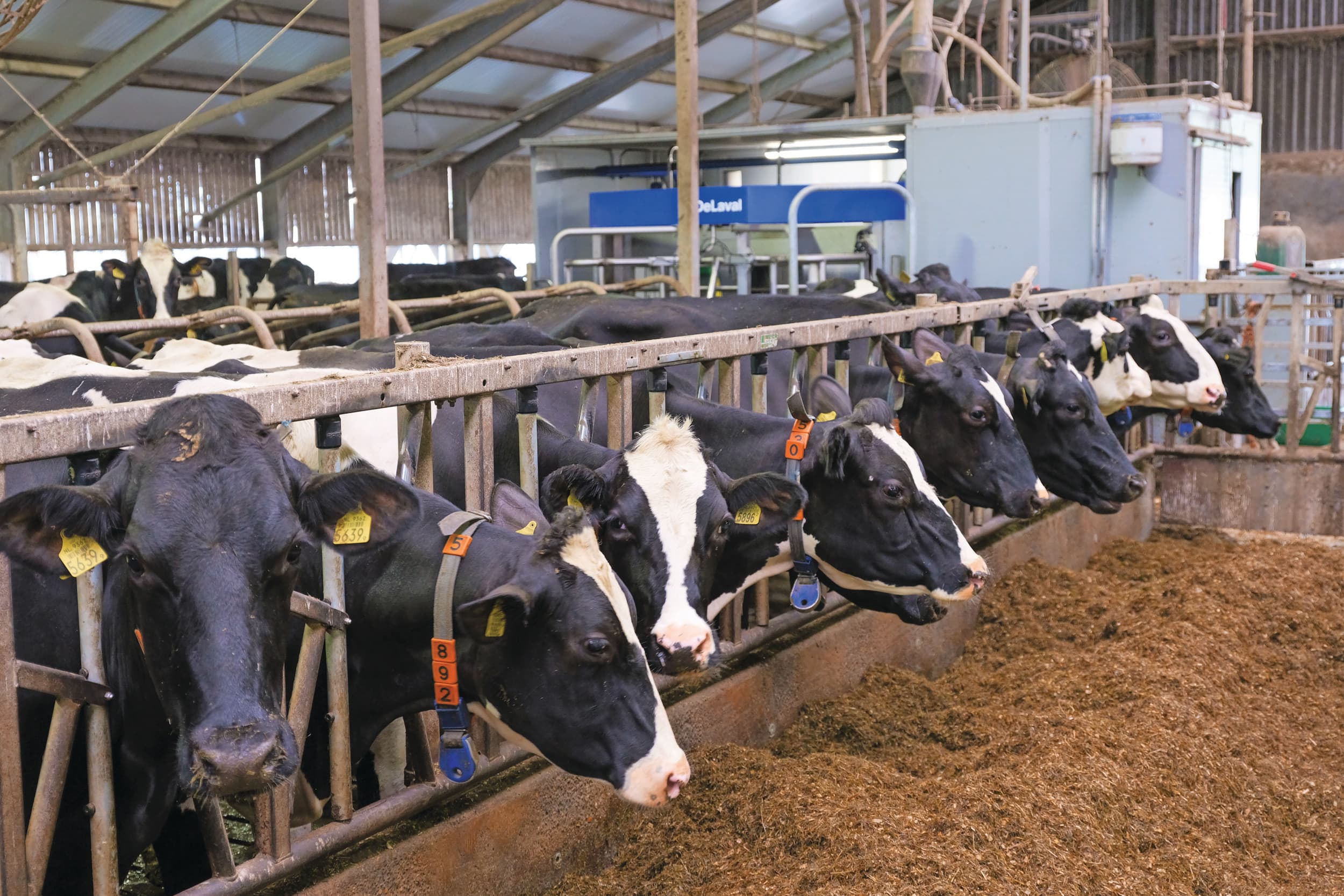 Koeien produceren methaan bij de vertering van voedsel. Deze emitteert vooral via de bek van de koe. Tussen koeien bestaan verschillen in het niveau van de emissie. Foto: Van Vliet Fotografie