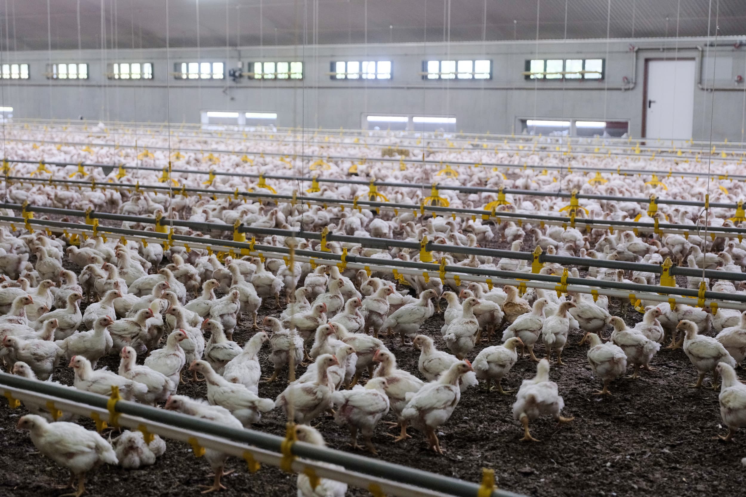 Binnen Europa komt de omschakeling naar duurdere, diervriendelijker pluimveeconcepten langzaam op gang. Foto: Jan Willem van Vliet