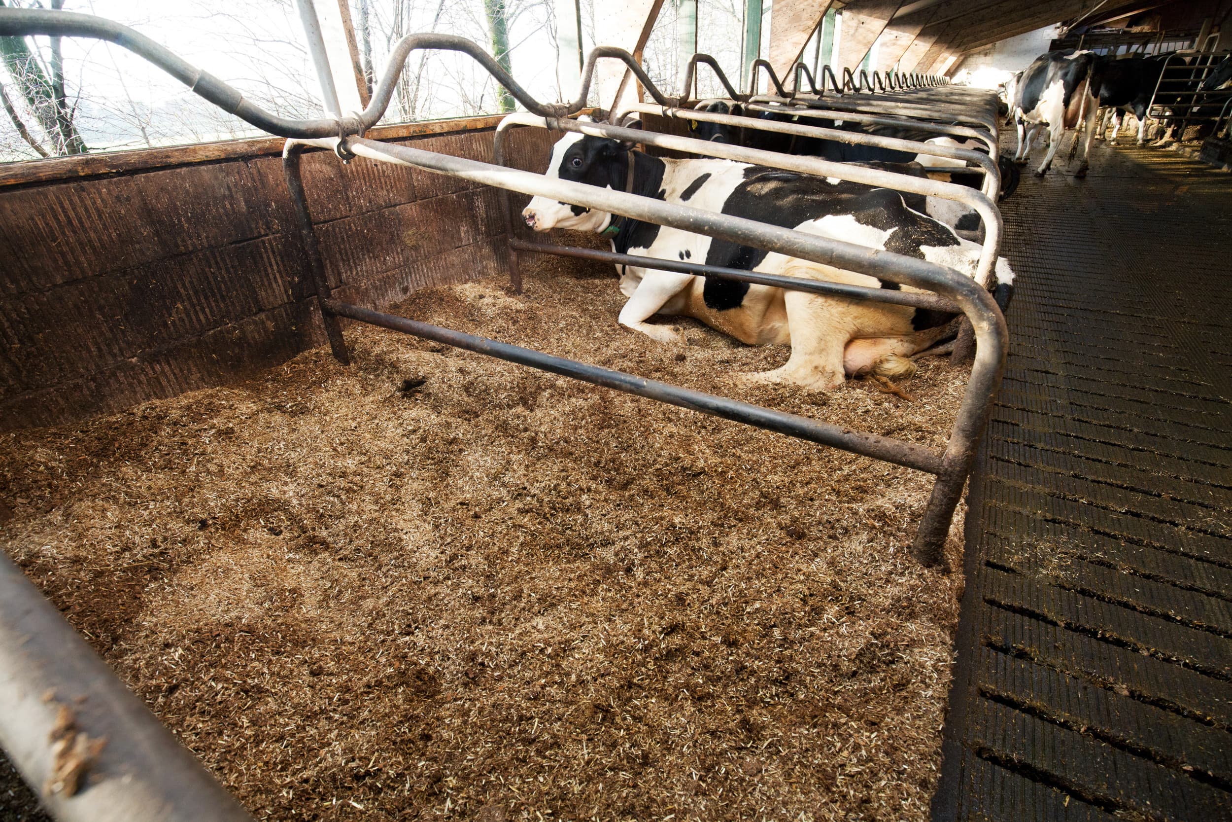 paardenmeststrooisel mestboekhouding
