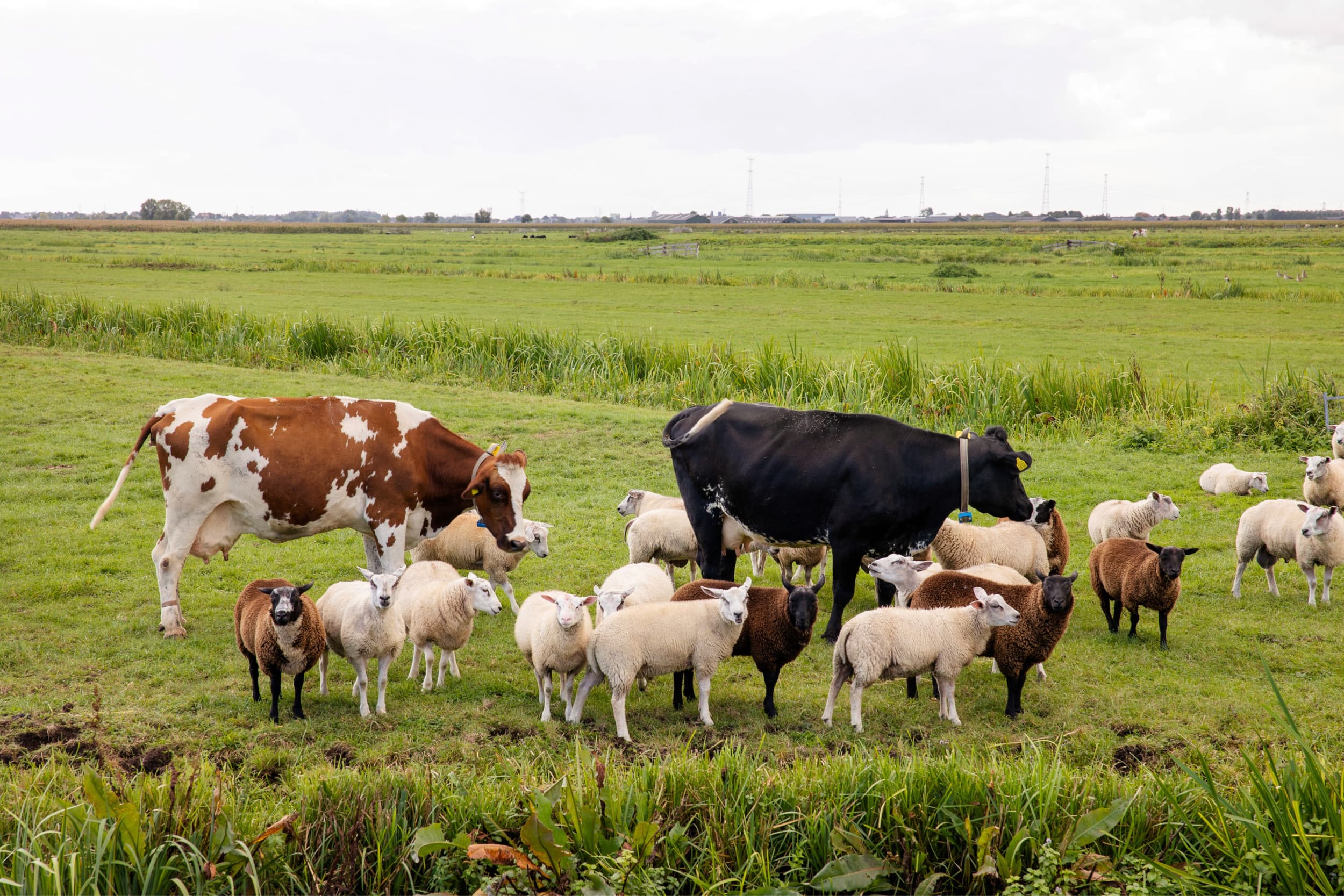 Koeien en schapen in de wei in de Krimpenerwaard. Foto: Herbert Wiggerman