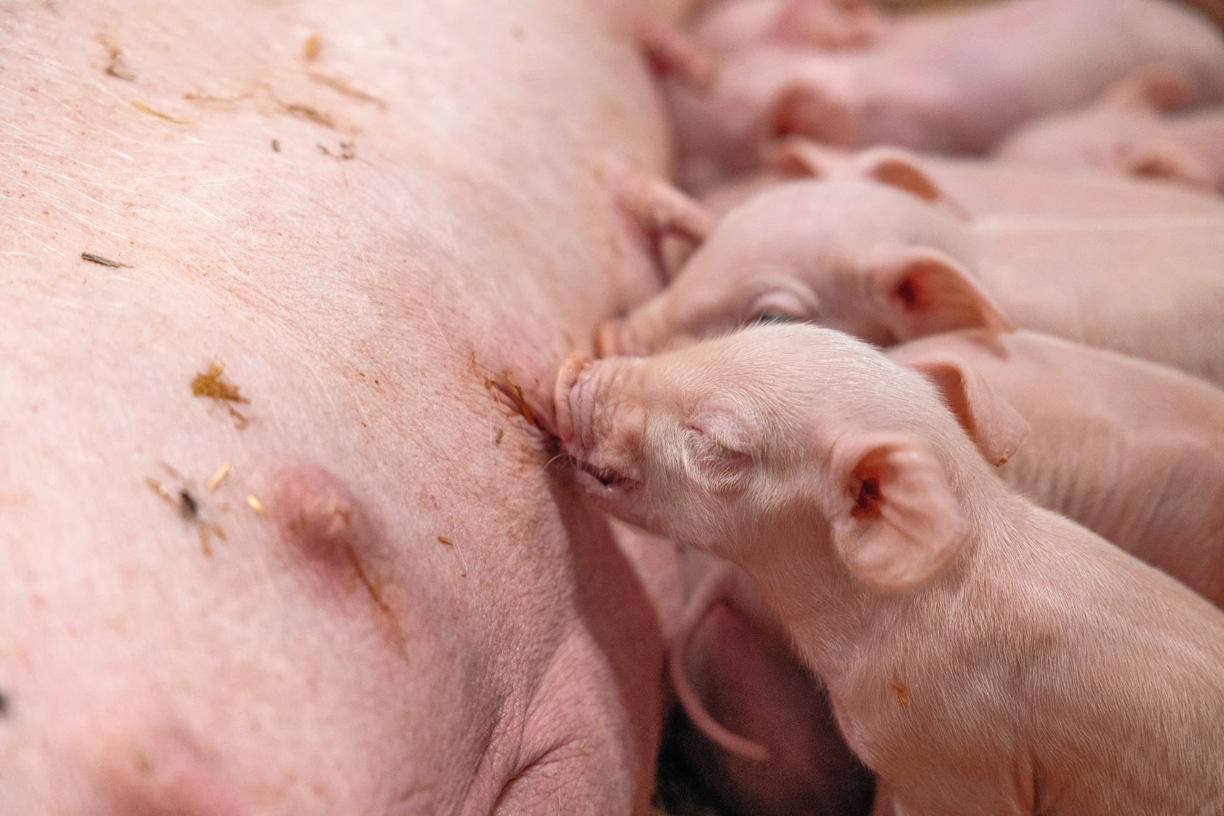 Door de invloed van PRRS te verminderen op een bedrijf daalt het aantal dood geboren biggen en zijn minder antibiotica nodig tijdens de opfok. Foto: Herbert Wiggerman.