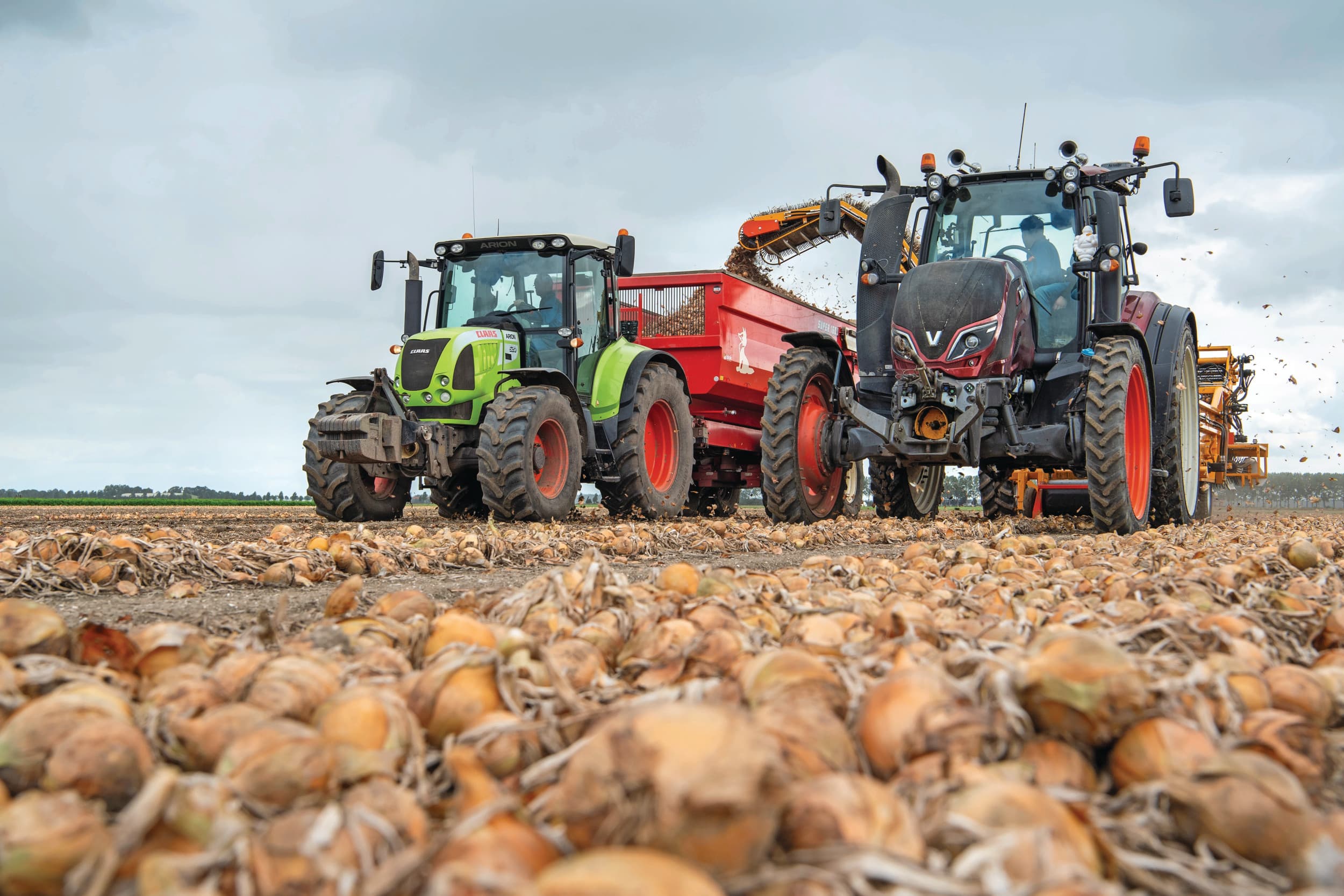 De oogst van uien in 2022 in Flevoland. Een belangrijke vraag is of biostimulanten wel geschikt zijn voor de goede teeltomstandigheden van de Nederlandse land- en tuinbouw. Het lijkt erop dat biostimulanten bij grotere weersextremen meer effect hebben op weerbaarheid en opbrengsten. Foto: Cor Salverius