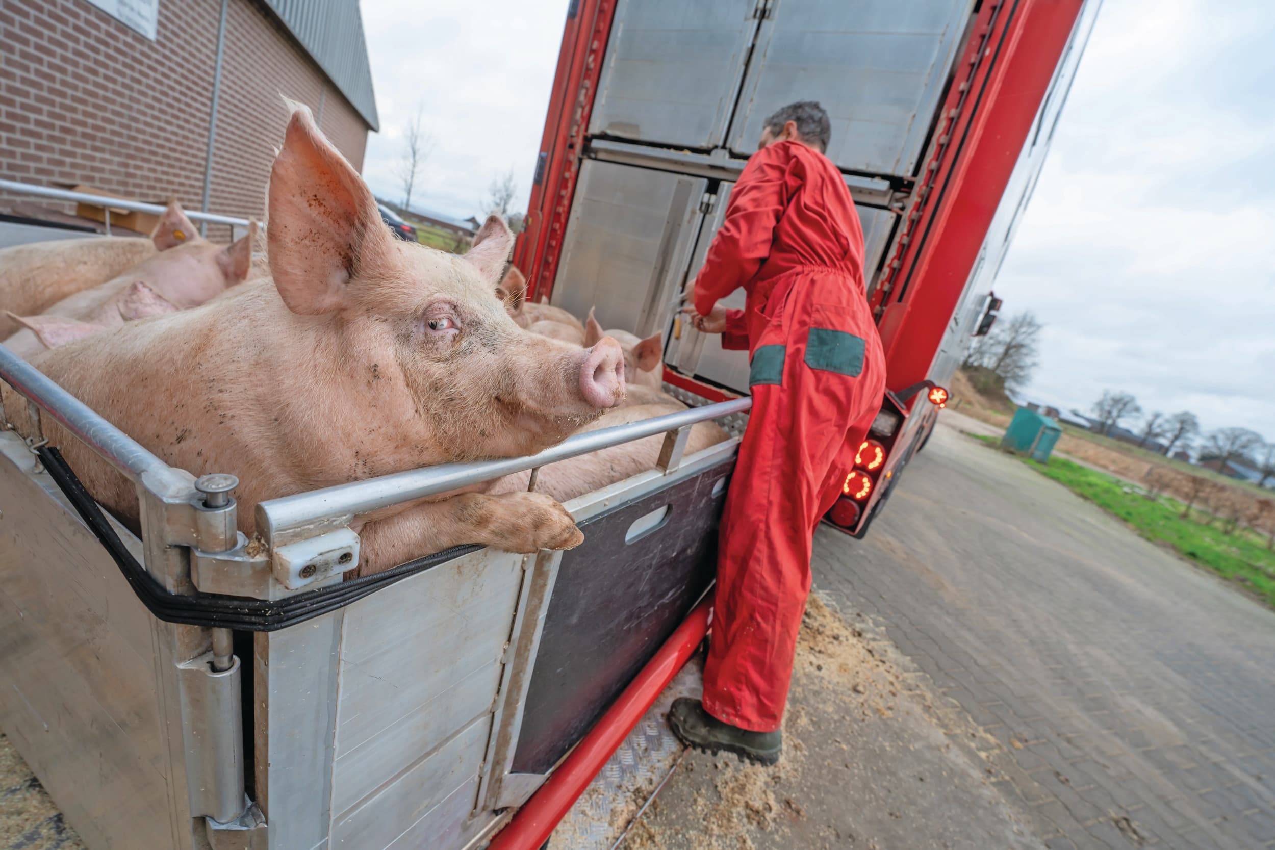 Het nieuwe Holland Varken is opgezet door POV en COV. Slachterijen zijn gecommitteerd aan het nieuwe kwaliteitssysteem dat per 1 maart start. Het is de bedoeling dat in 2025 al een groot deel van de varkens met dat certificaat wordt geslacht. Foto: Bert Jansen