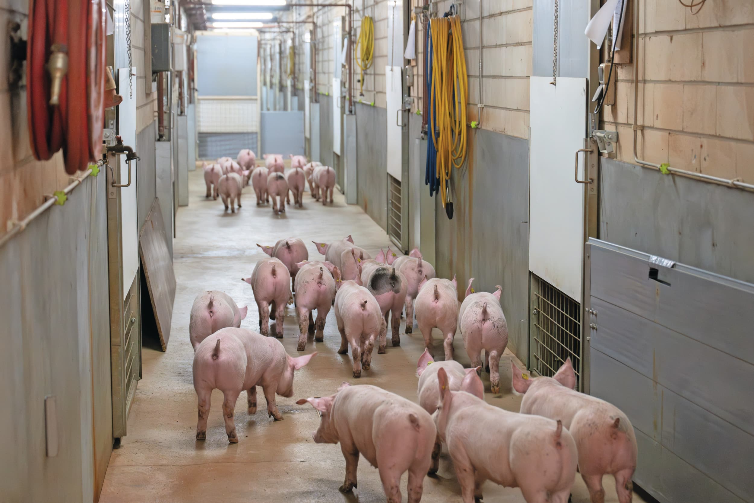 Dit jaar komen er, door minder zeugen in Nederland, zeker 3 miljoen minder biggen op de markt. De biggen voor de Nederlandse markt moeten concurreren met de vraag van de exportmarkt. Foto: Michel Velderman