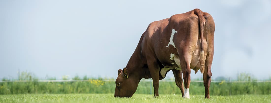 ProCROSS melkveehouders