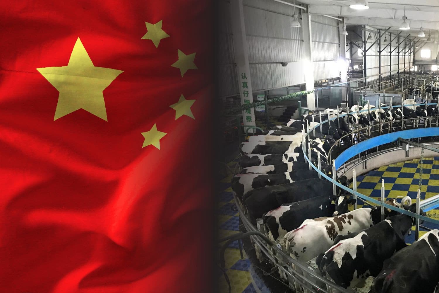 China is een belangrijke speler op de wereldzuivelmarkt en importeert zuivelproducten uit onder meer Europa en Nieuw-Zeeland. Foto: Boerderij en Canva, beeldbewerking