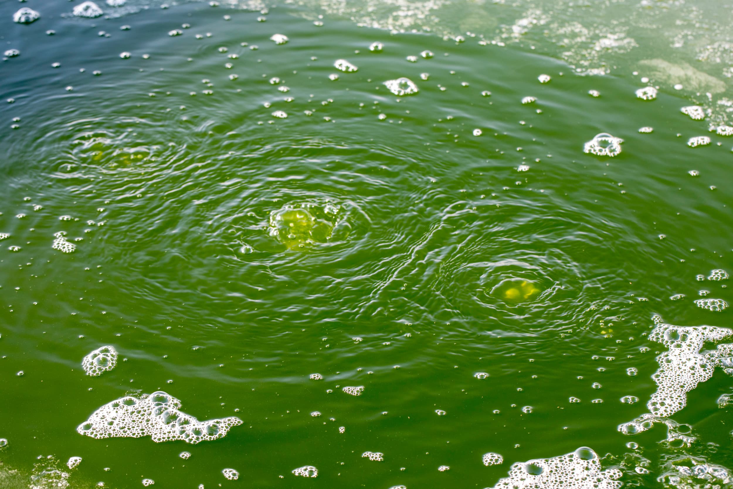 Micro-algen verminderen CO2-uitstoot en vormen een duurzaam alternatief voor soja in veevoer, met voedingsstoffen die bijdragen aan een circulaire voedselketen. Foto: Anne van der Woude