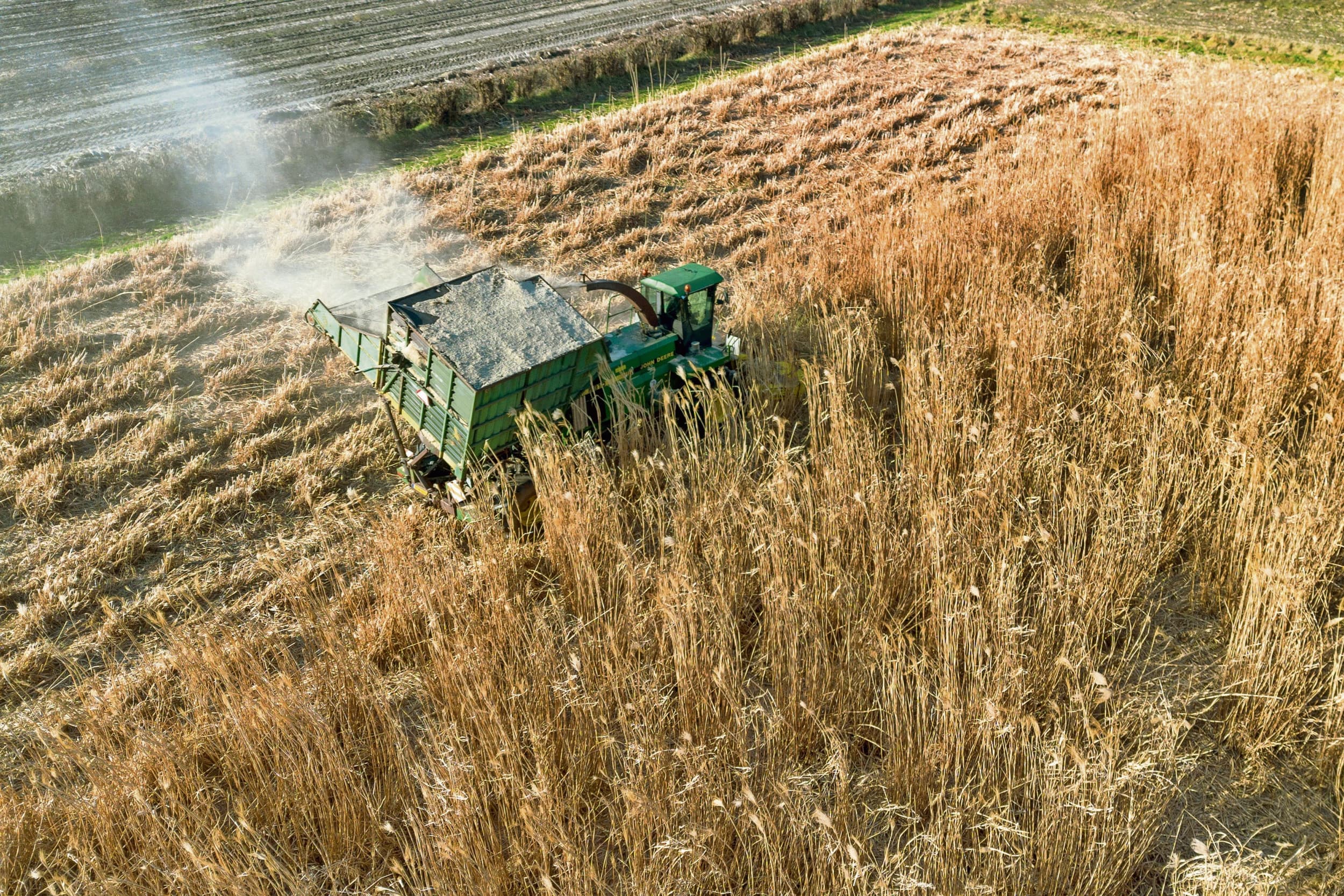 Oogst van olifantsgras. Bij hoge, droge gewassen met relatief veel zuurstof tussen de planten, zoals olifantsgras, is het risico op branden groter dan bij andere gewassen. Foto: Boerderij