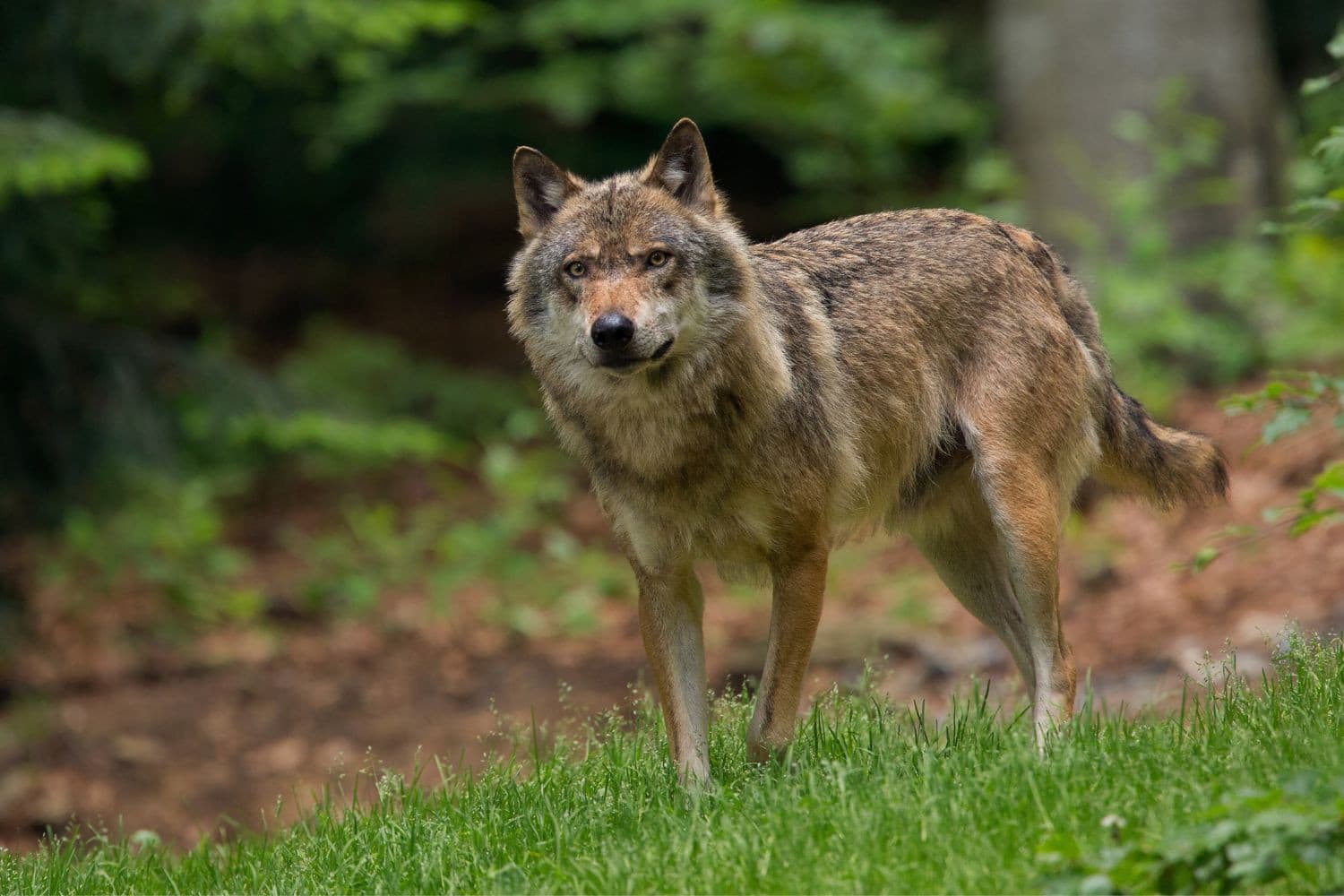 De SGP pleit voor een landelijke vrijstelling om wolven actief te verjagen en roept op tot een strenger beheer van de wolvenpopulatie. Foto: Canva/RobChristiaans