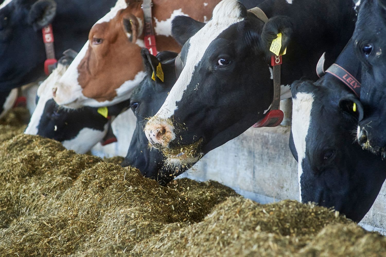 De ministeriële commissie Economie en Natuurherstel komt naar verwachting uiterlijk op 1 juni met een programma om Nederland van het stikstofslot te halen. Foto: Van Assendelft Fotografie