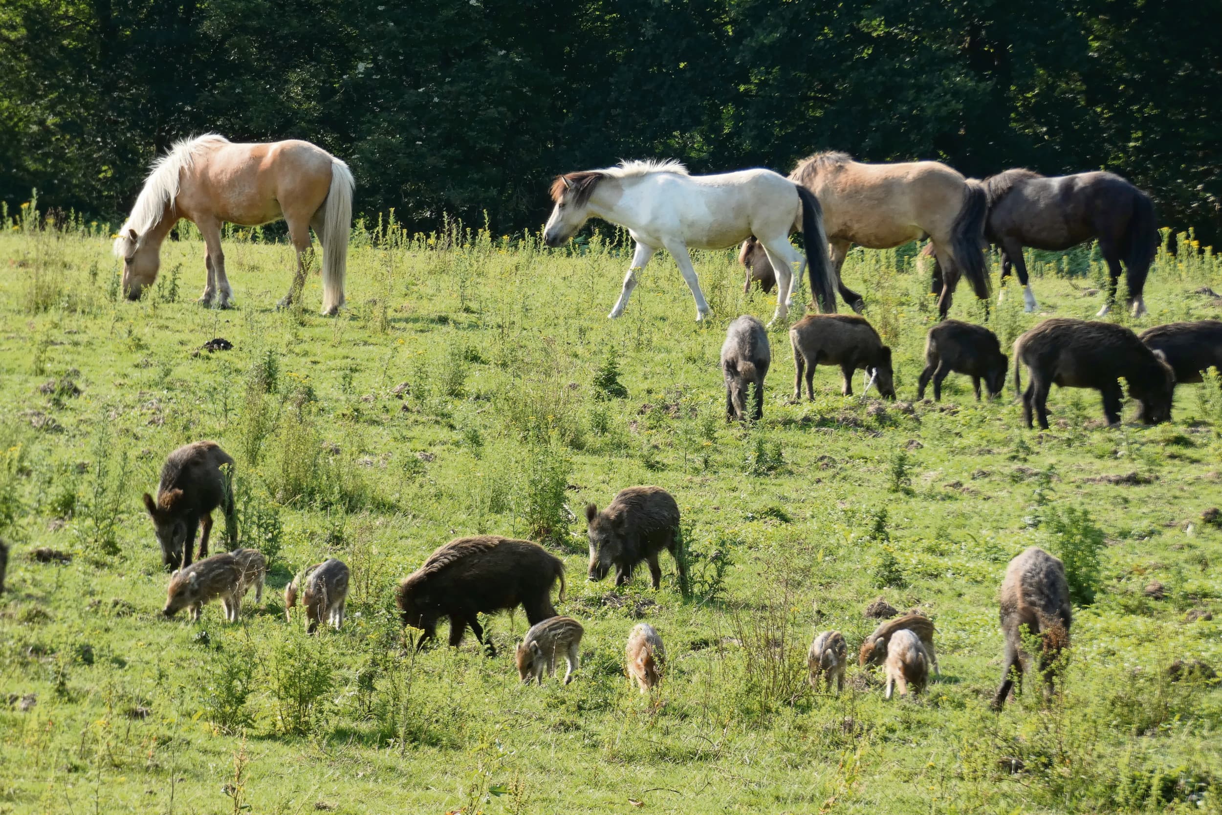 Rewilding