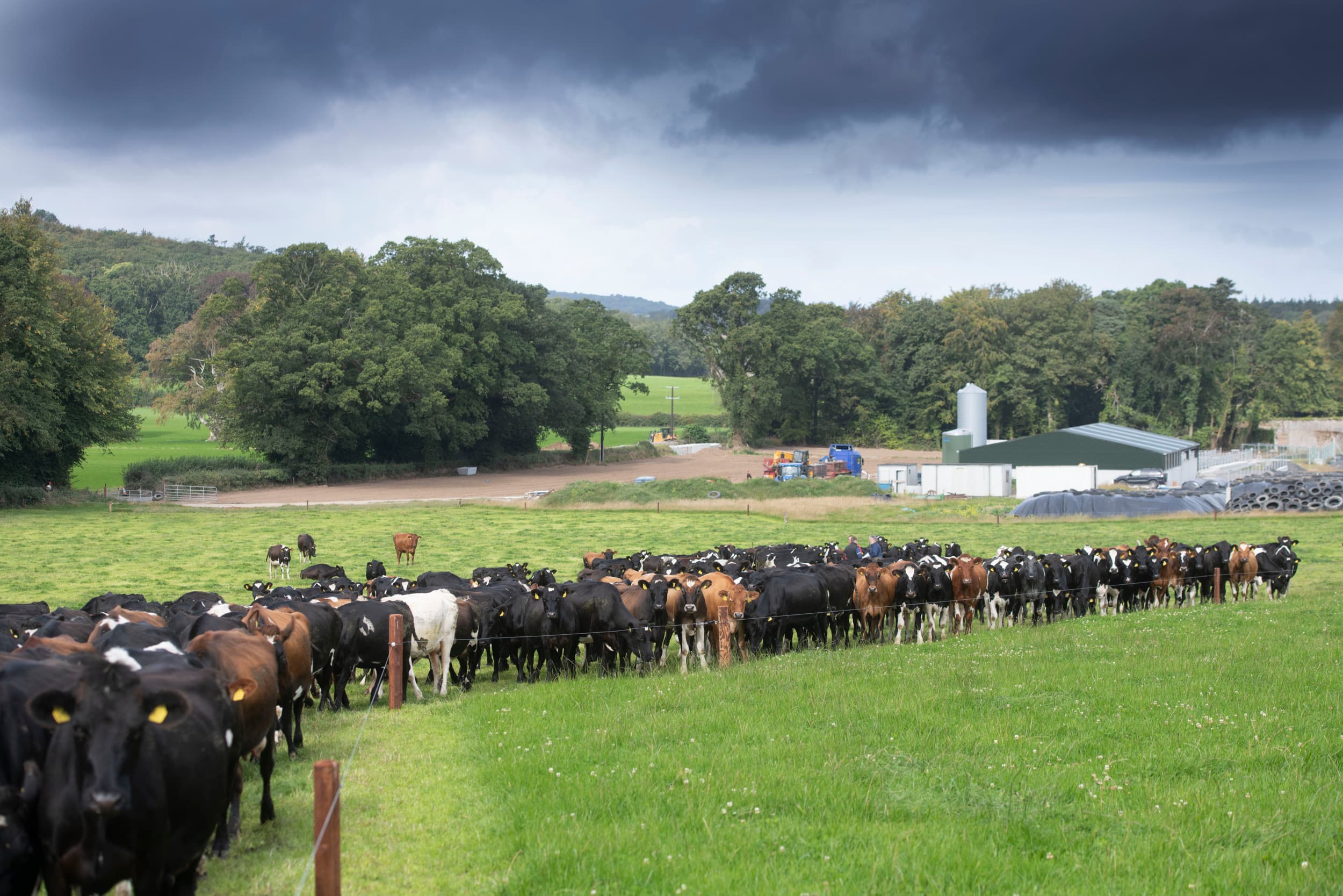Melkveebedrijf in Ierland. Ierland wil zijn derogatie verlengen en presenteerde daarvoor plannen in het Nitraatcomité, terwijl Nederland eveneens inzet op een nieuwe derogatie om de melkveehouderij toekomst te bieden. Foto: Mark Pasveer