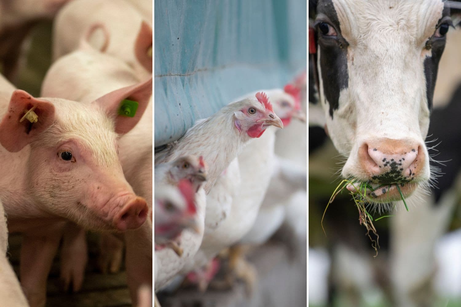 Experts adviseren een generieke korting, een algemene vermindering van fosfaat- en dierrechten, als snelste oplossing om de stikstofimpasse te doorbreken, maar waarschuwen voor juridische en economische gevolgen. Foto’s: Mark Pasveer, beeldbewerking