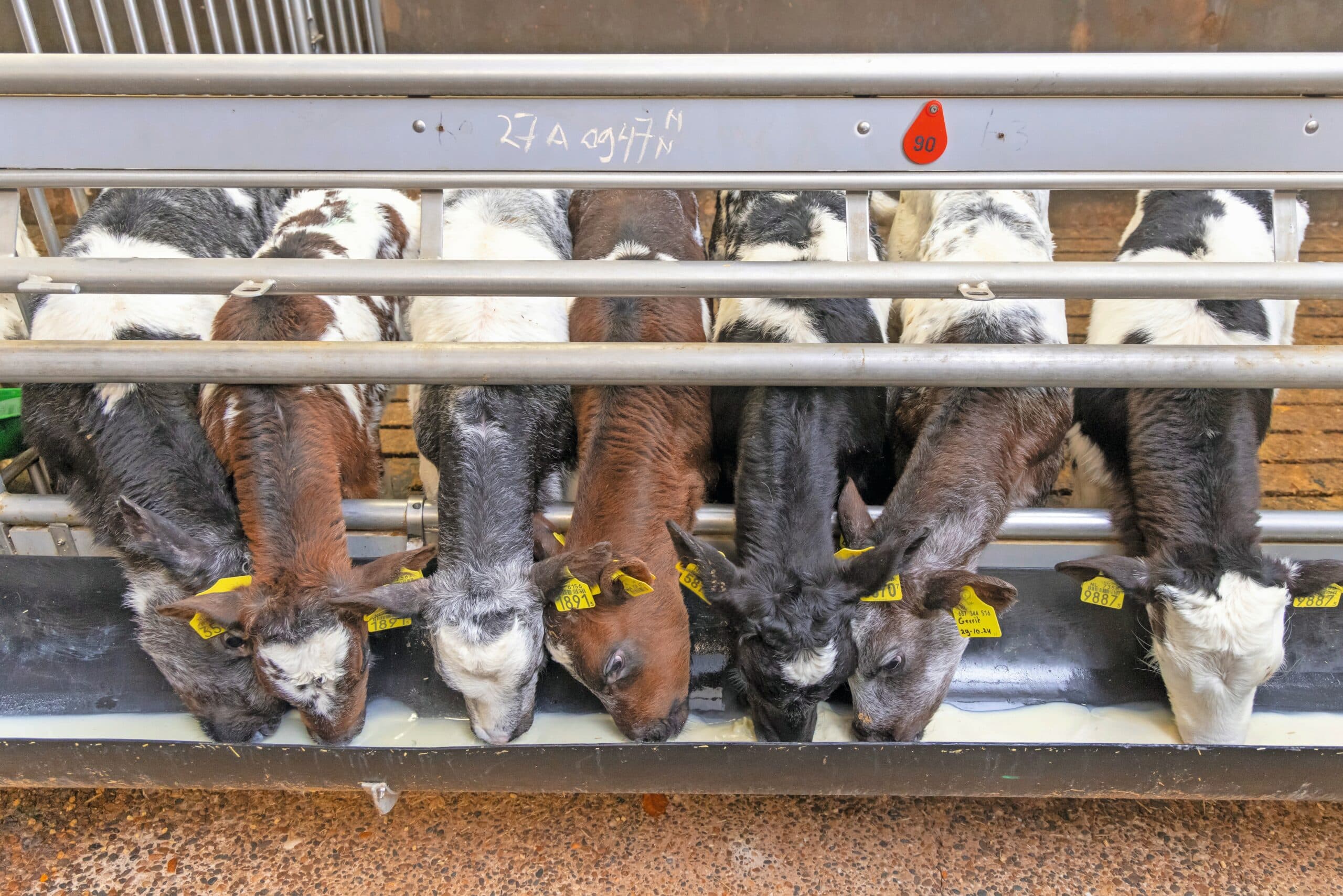 opbrengst kruislingkalveren hoger