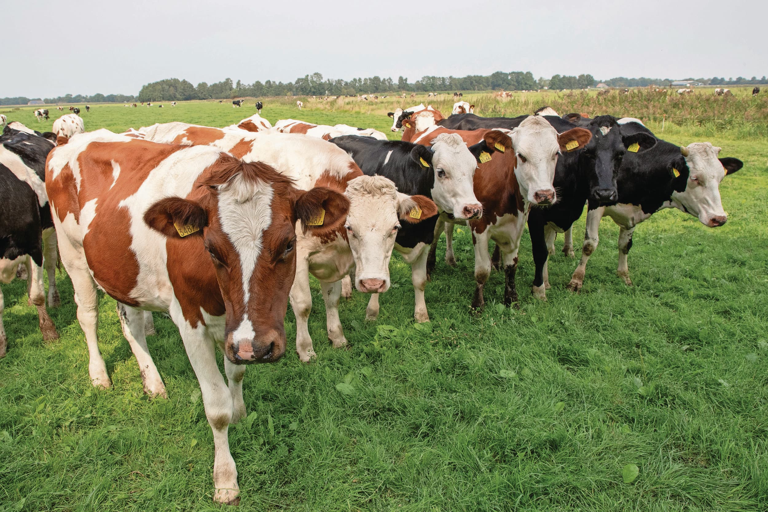 Melkvee in de wei. De PAE-waarde voor melkkoeien is naar schatting 48 miljoen kilo per jaar. Voor mensen is dat 59 tot 63 miljoen kilo. Waarom wordt de mens stelselmatig genegeerd als ammoniakproducerend zoogdier, vraagt Jan Hessels zich af. Foto: Hans Banus
