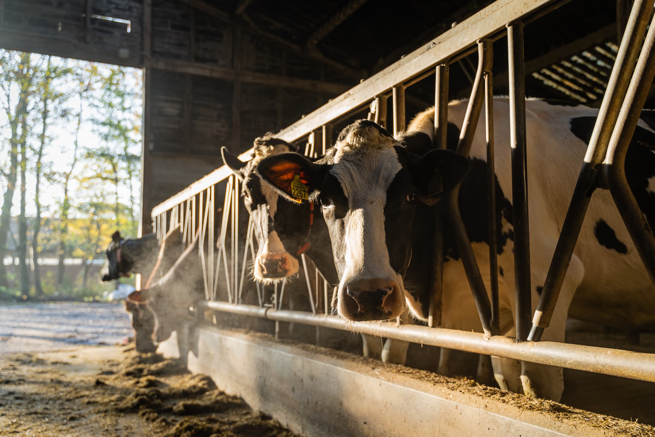 De kritieke melkprijs blijft in 2024 stabiel, met een marge die verdubbelt ten opzichte van 2023 maar onder het niveau van 2022 blijft, aldus Flynth. Foto: Andrea van Schaik Fotografie