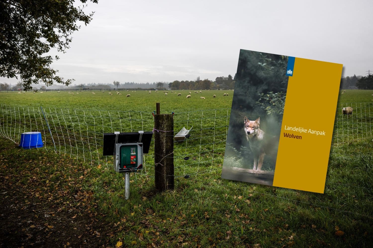 De Landelijke Aanpak Wolven zet in op preventie, zoals wolfwerende rasters om vee te beschermen. Afschot blijft een uiterste maatregel bij probleemgedrag van wolven. Foto: ANP en ministerie LVVN, beeldbewerking
