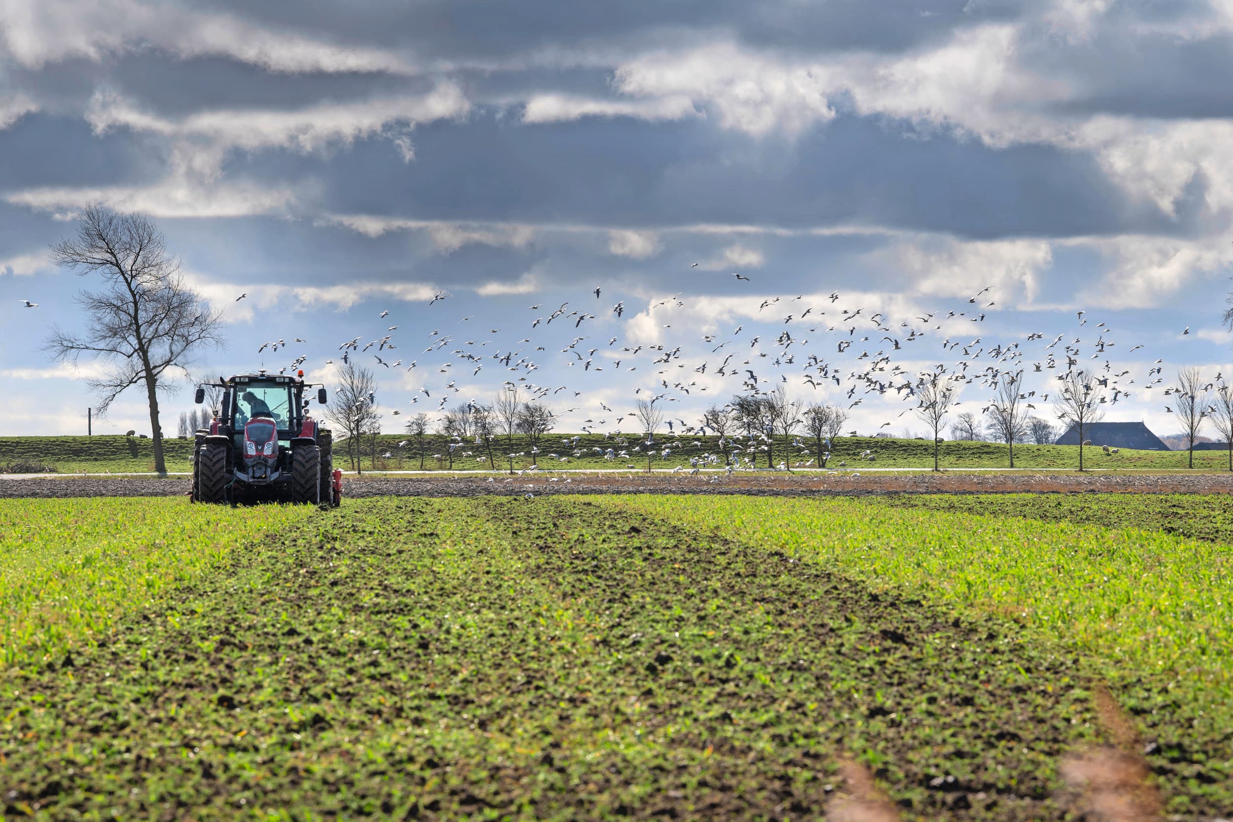 Voorjaarsactiviteiten: het onderwerken van een groenbemester. Groenbedekking in het voorjaar is één van de manieren om mee te doen aan de GLB-ecoregeling. Foto: Mark Pasveer