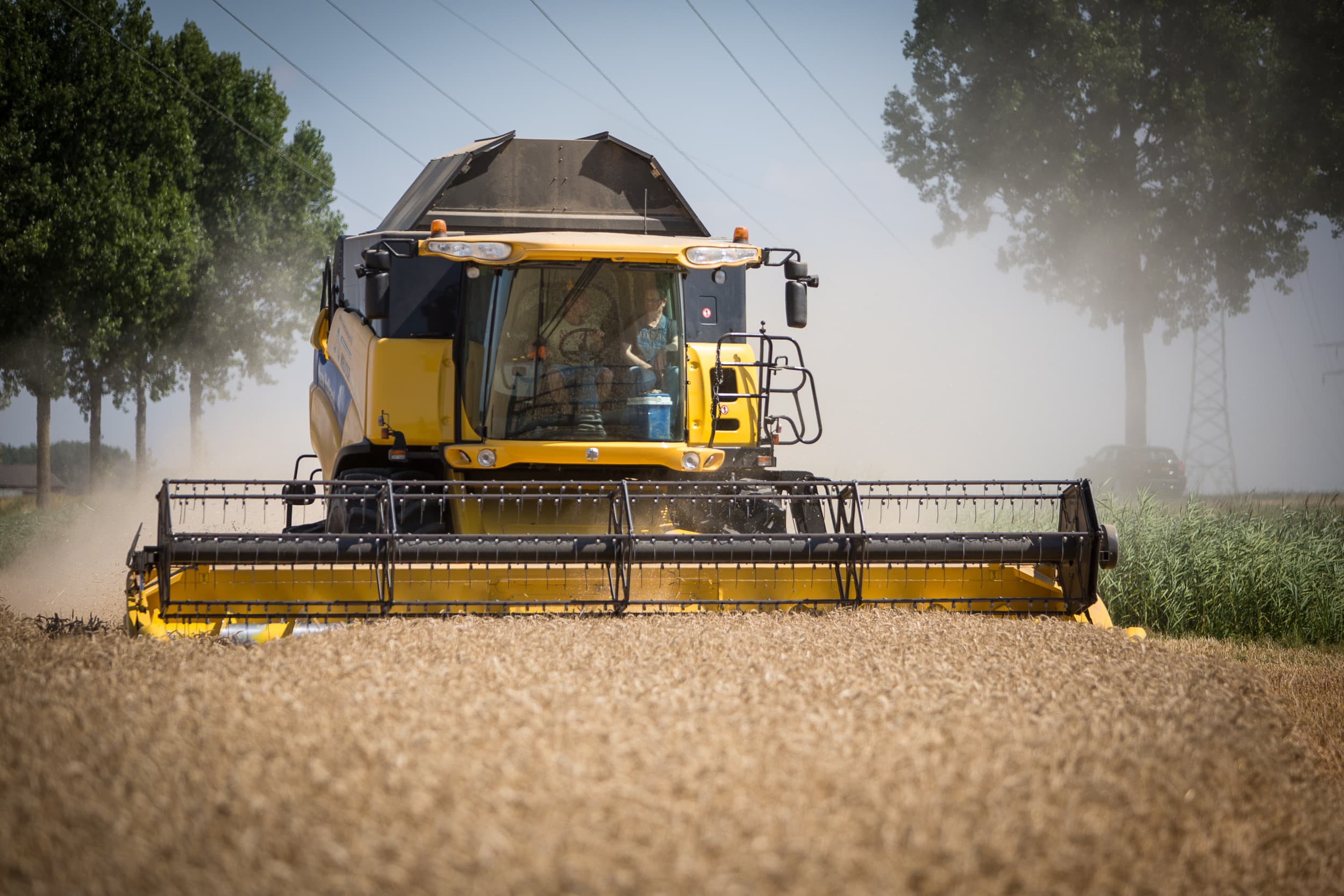 Nederland oogst in 2025 naar verwachting 24% meer tarwe. JRC verwacht een opbrengst van 8,7 ton per hectare. Foto: Peter Roek