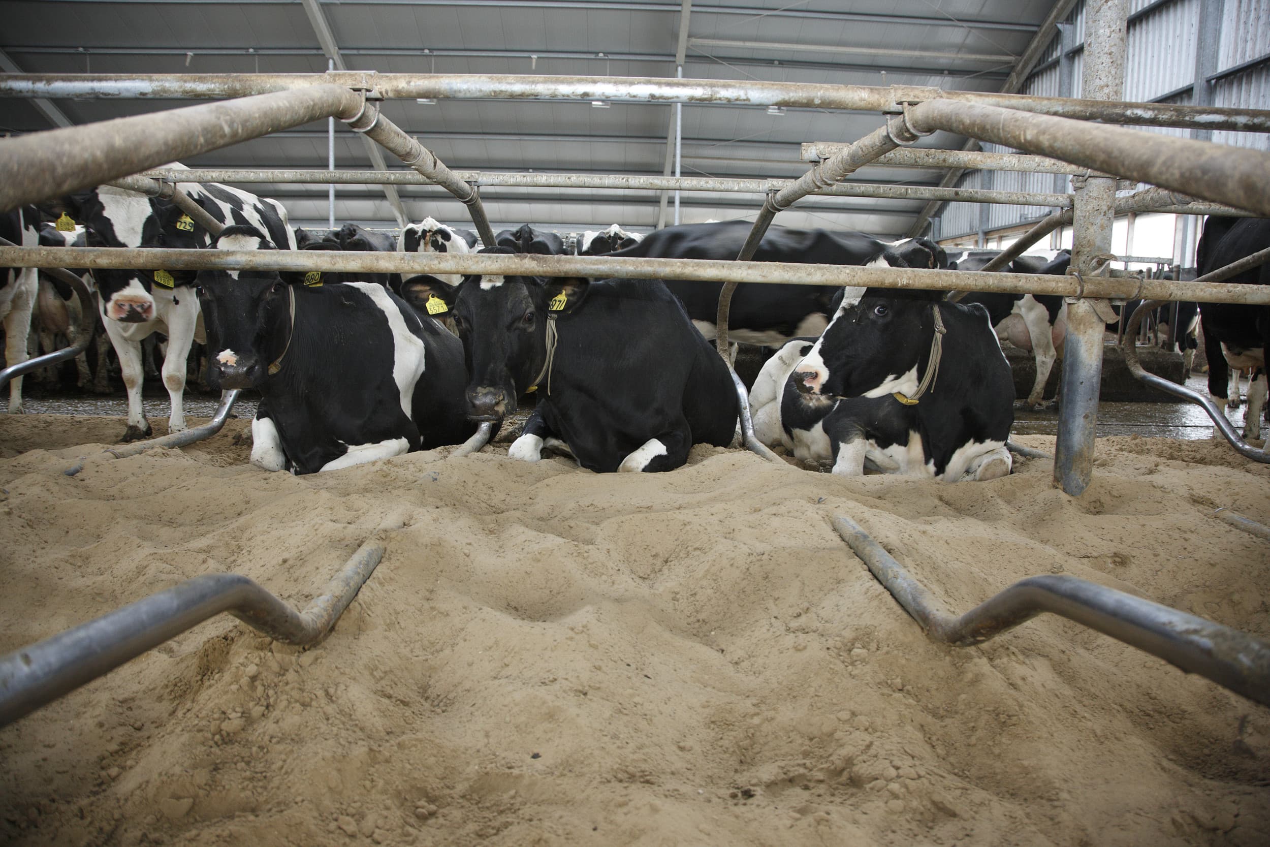 De Tweede Kamer dringt aan op een alternatief als de vrijwillige opkoopregeling voor melkvee niet voor de zomer rond is, om een generieke krimp te voorkomen. Foto: Hans Prinsen