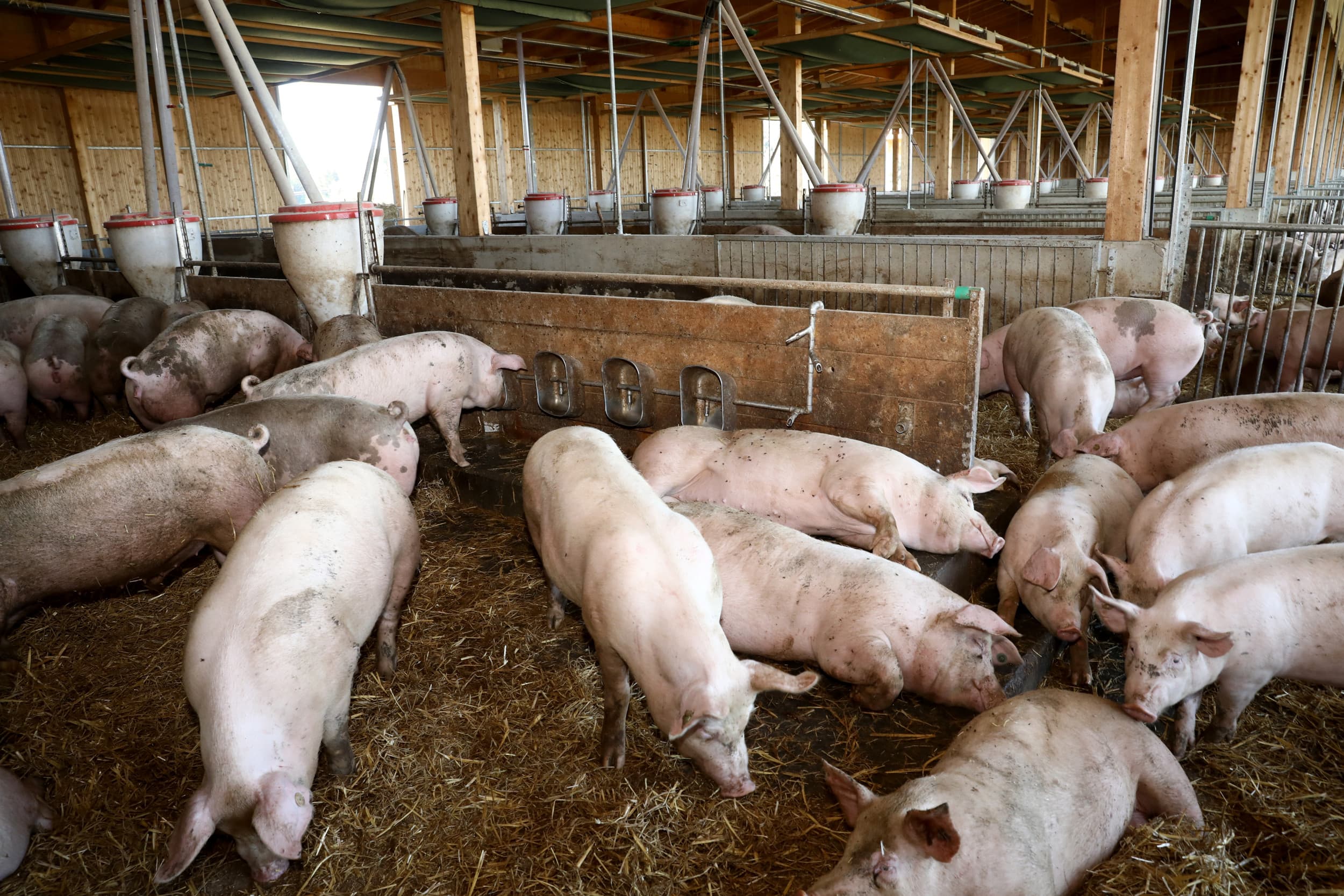 Varkensbedrijf in Duitsland. Het Verenigd Koninkrijk heft de importban op Duits vlees en zuivel op, behalve in een 6 km-zone rond het MKZ-getroffen bedrijf in Brandenburg. Foto: Henk Riswick