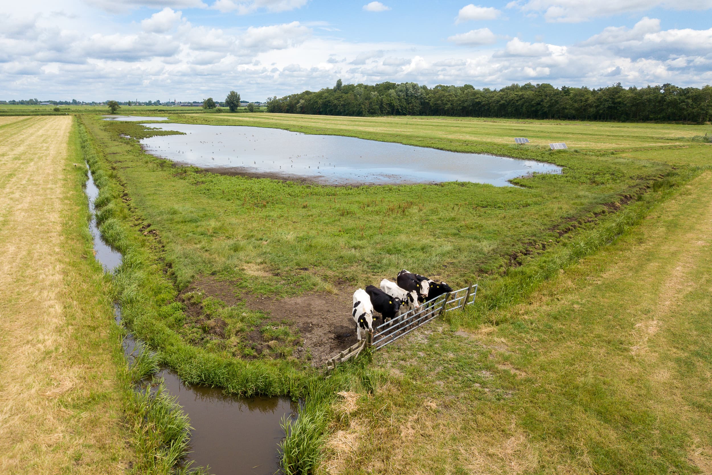 Melkveebedrijf met natuurbeheer in veenweidegebied. Foto: Peter Roek