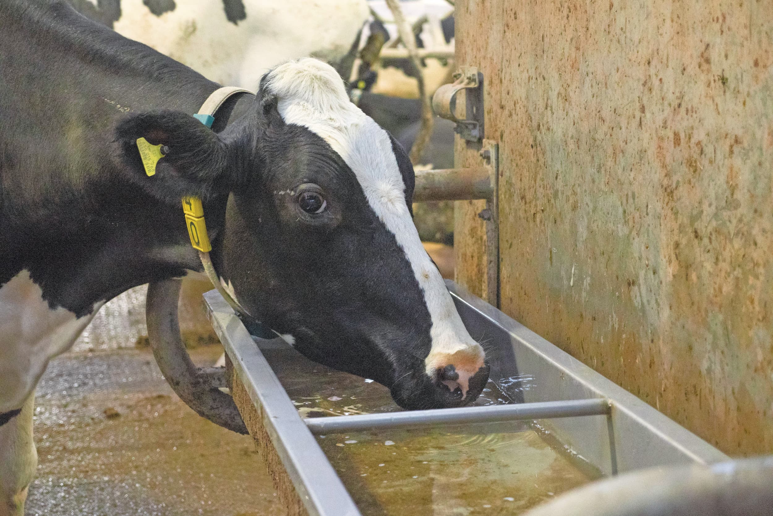 Een koe drinkt het liefst met haar hele bek in de drinkbak. Uit een schone bak wordt in een keer veel gedronken. Foto: Galama Media