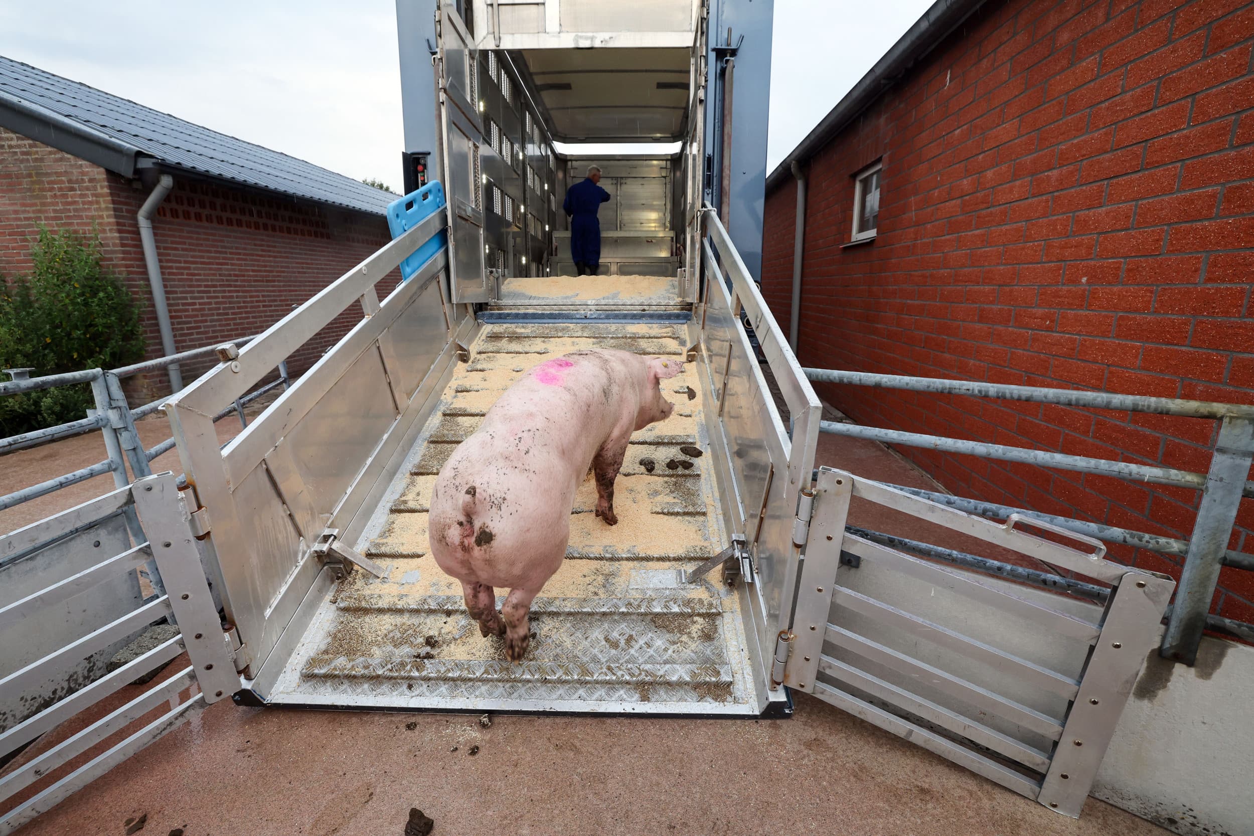 Het voorgenomen verbod op elektrische veedrijfmiddelen, inclusief veeprikkers en opdrijfhekken met stroomstootjes, gaat mogelijk in per 1 juli 2025, met enkele uitzonderingen. Foto: Bert Jansen