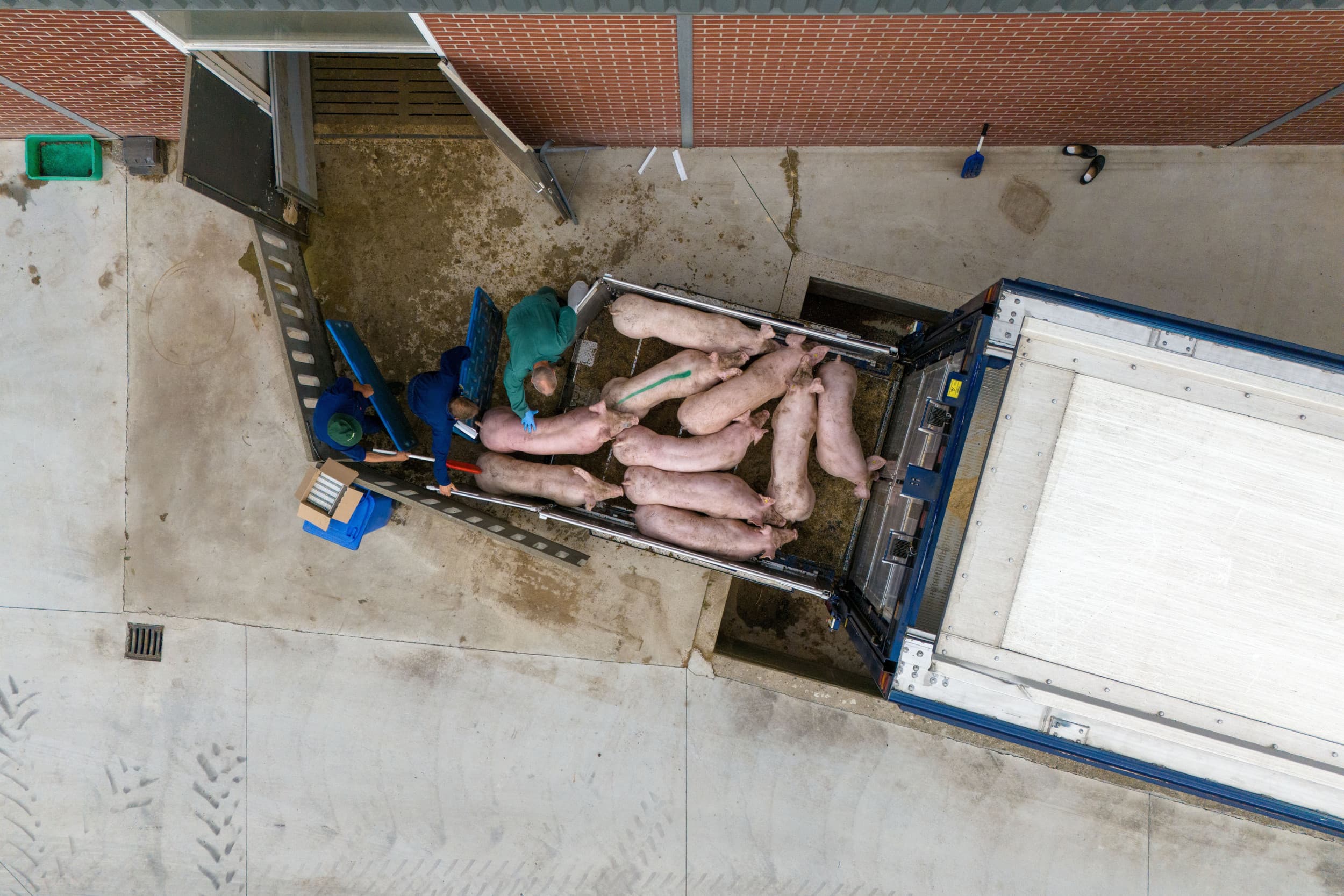 Het verbod op de veeprikker ging deze week geruisloos door de Kamer, ondanks eerdere politieke spanningen. Foto: Bert Jansen