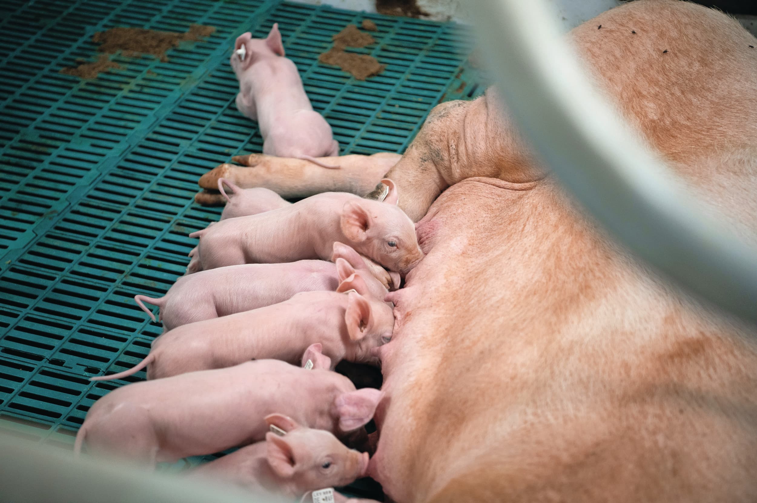 Voor de lange termijn kunnen nieuwe welzijnsmaatregelen, zoals lange staarten en vrijloopkraamhokken, de kostprijs verhogen. Het probleem is dat deze verhoging niet op de buitenlandse markt betaald wordt. Foto: Michel Velderman