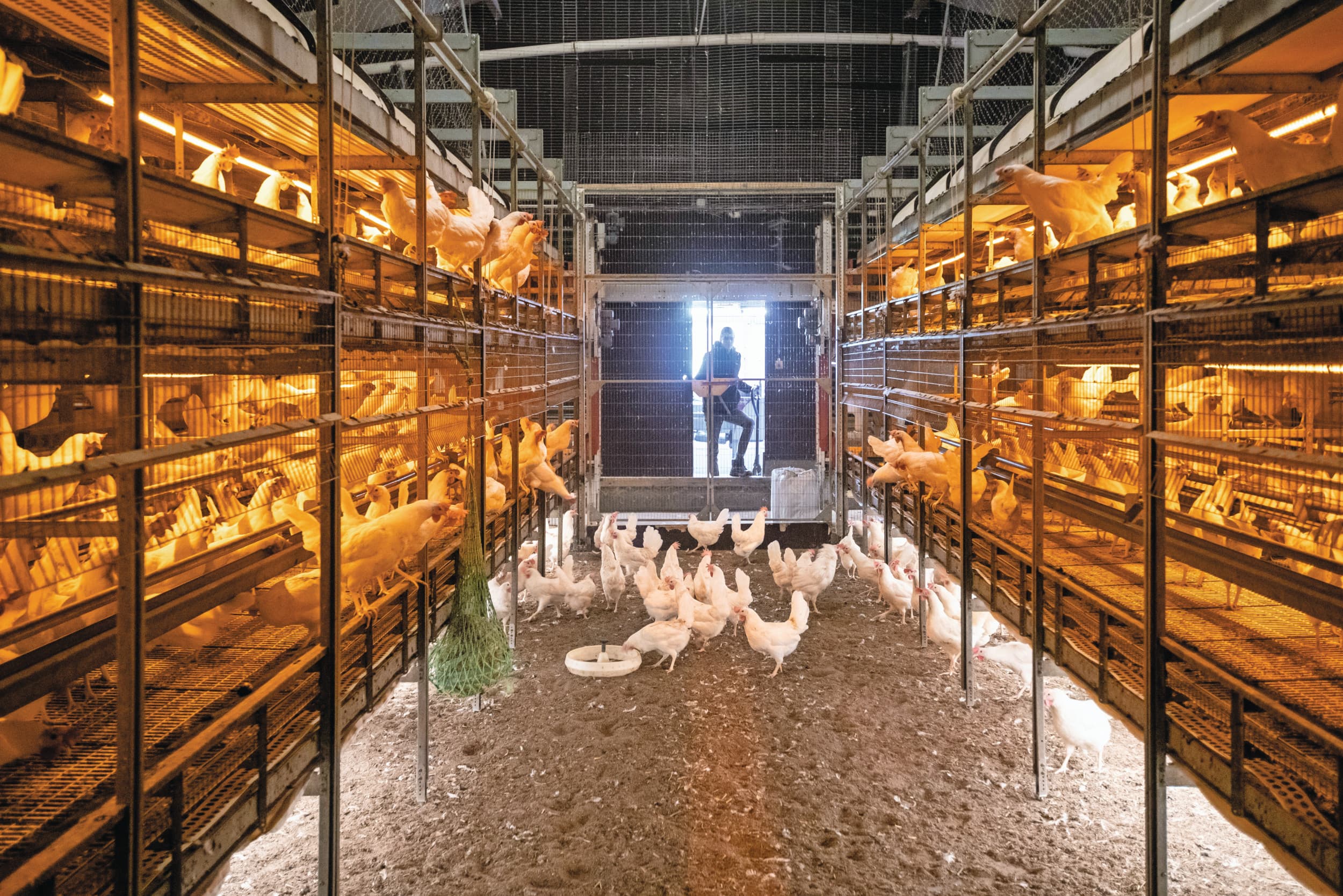 Pluimveehouders zijn van oudsher graag flexibel met pluimveerechten, omdat ze een fluctuerende stalbezetting hebben. De invoering van afroming leidt ertoe dat steeds meer pluimveehouders kiezen voor een groter aandeel kooprechten. Foto: Ronald Hissink