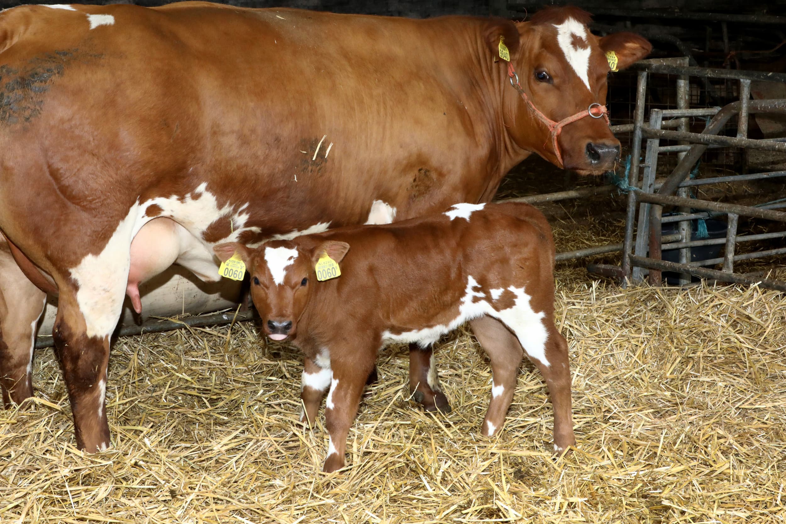 Het percentage natuurlijke geboortes ligt bij het Verbeterd Roodbont hoger. De gemeten bekkenmaten zijn de afgelopen tien jaar ruimer geworden en de meeste ki-stieren scoren hierop positief. Foto: Henk Riswick