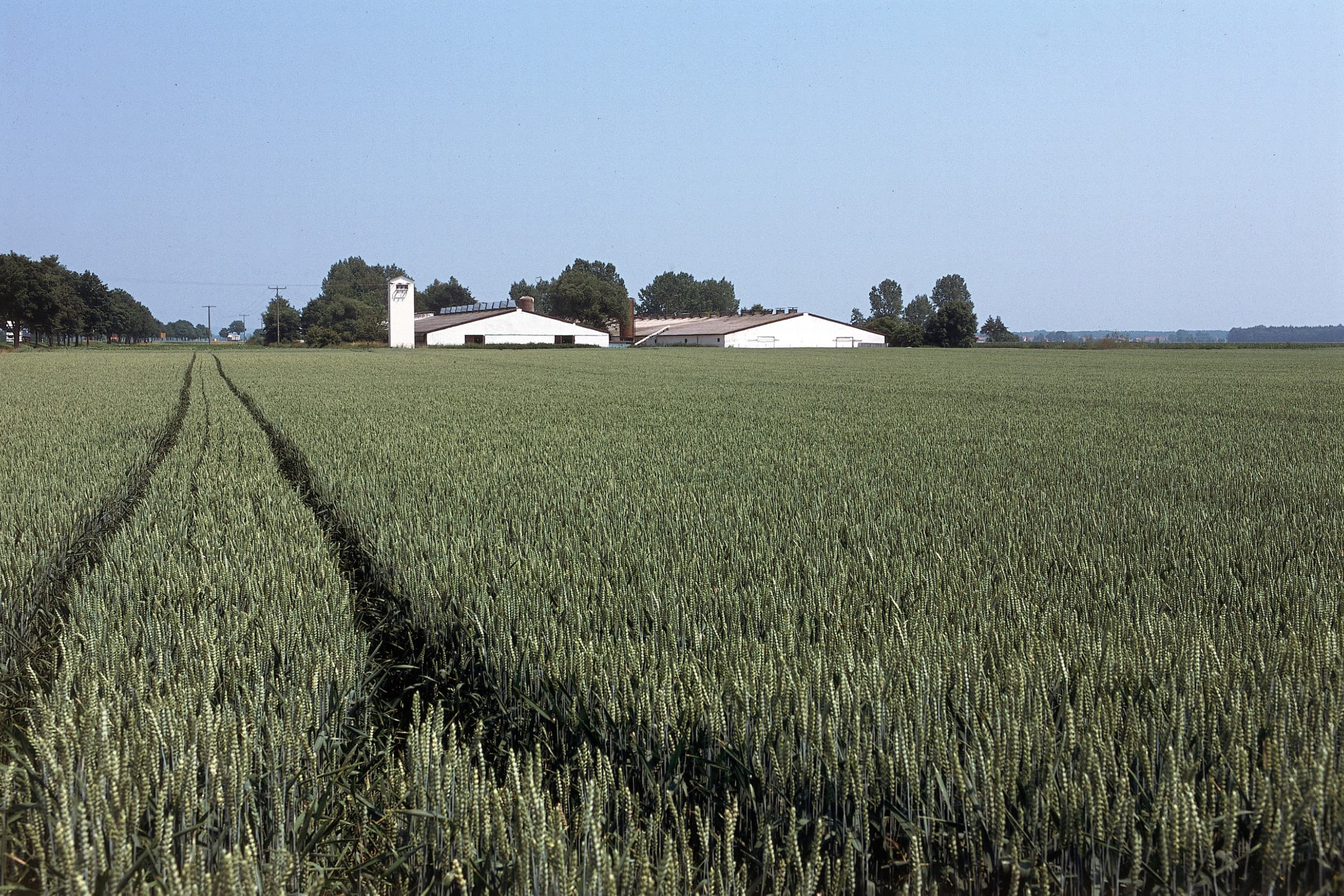 tarwe Duitsland