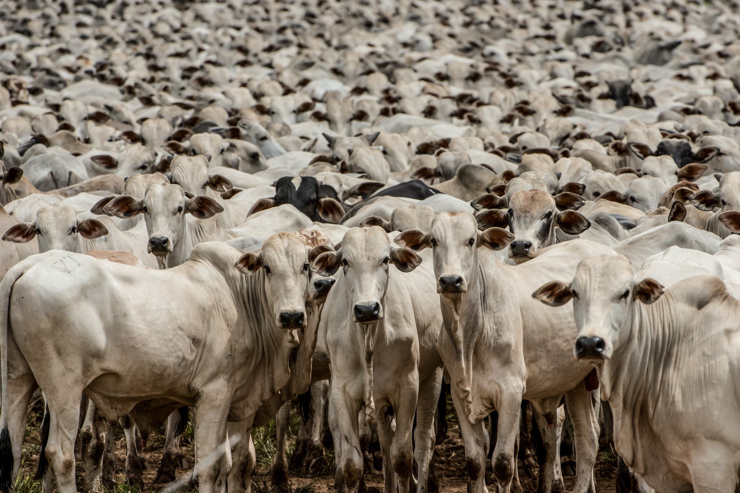 Vleesvee in Brazilië. Vooral Franse boeren vrezen concurrentie uit dat land. Foto: Misset