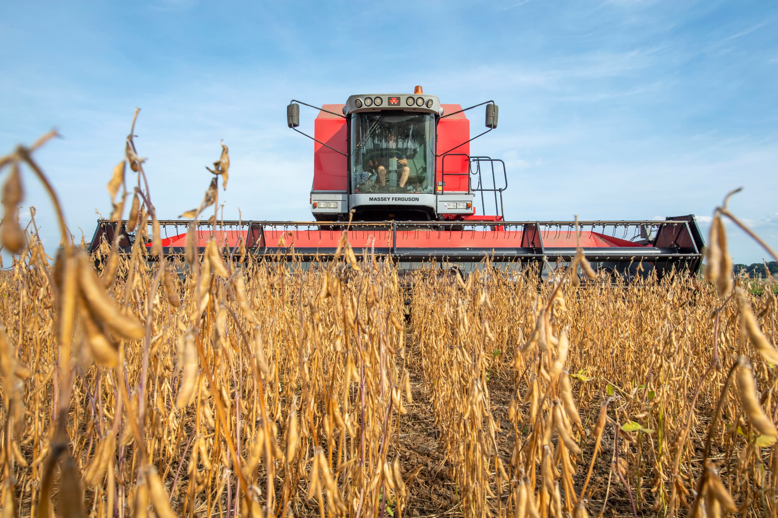 Eiwitproductie in de Europese Unie moet meer gebaseerd worden op plantaardige eiwitten, bijvoorbeeld uit soja. Foto: Cor Salverius
