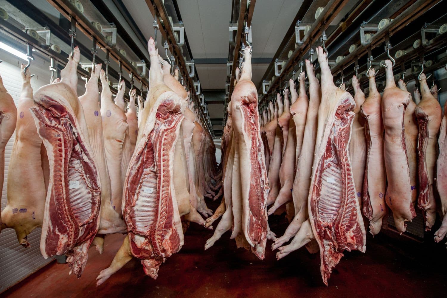 Duitse slachterijen hopen de vleesexport buiten de EU snel te hervatten nu de EU regionalisering heeft goedgekeurd en Duitsland grotendeels zijn MKZ-vrijstatus terug heeft. Foto: Canva