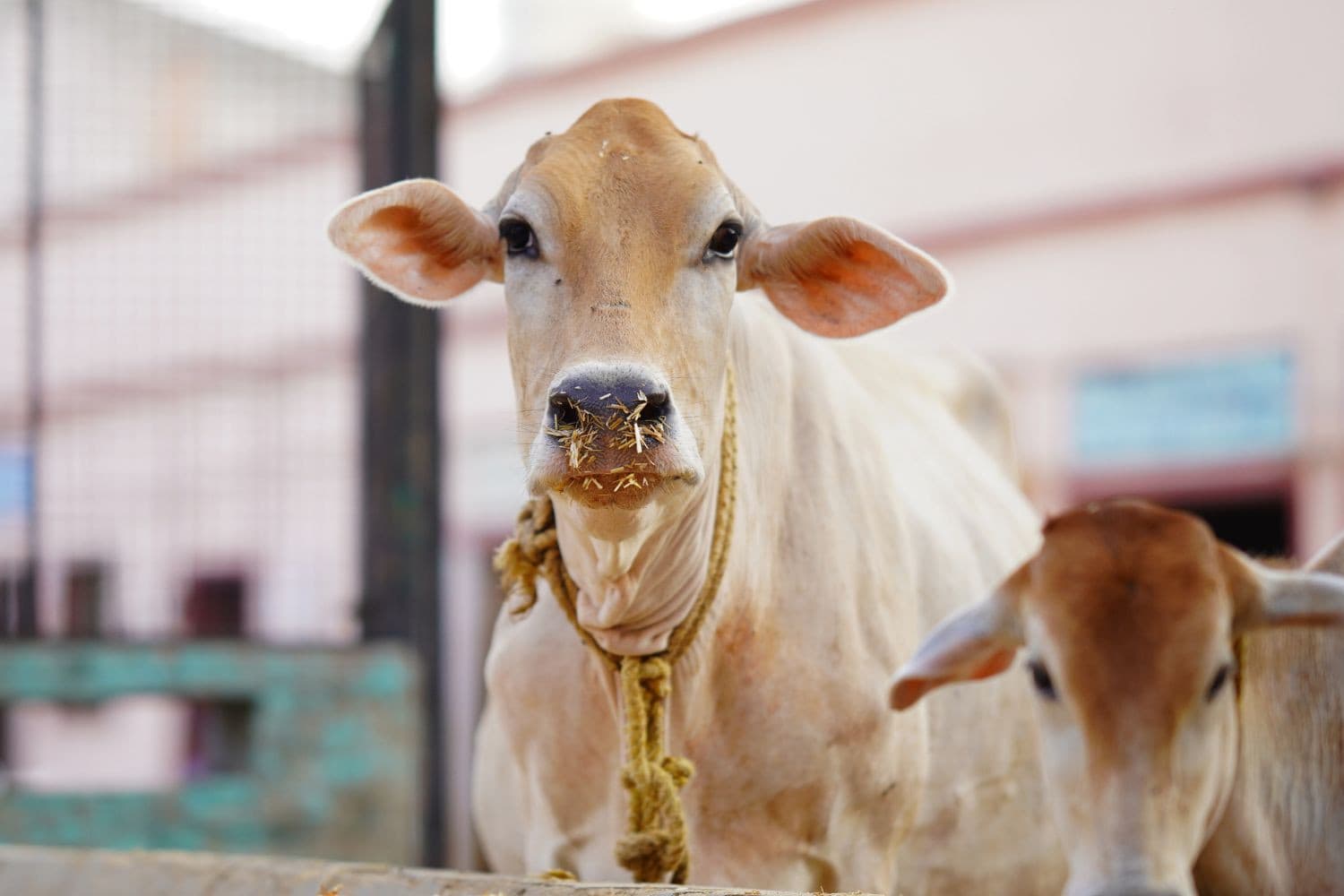 Wereldwijde melkproductie groeit met 14,5 miljoen ton tot bijna 981 miljoen ton. India, de grootste melkproducent in Azië, levert 243 miljoen ton. Foto: Canva