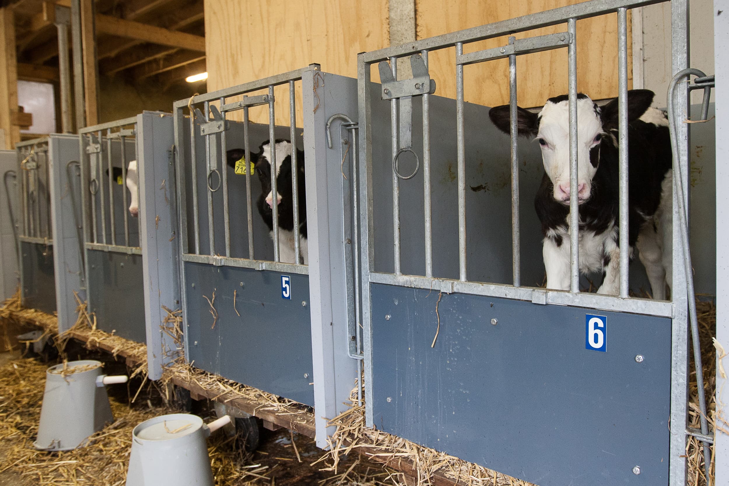 Kalveren in eenlingbox. Volgens EU-regelgeving moeten kalveren visueel en fysiek contact kunnen hebben. Wakker Dier wil dat NVWA hier op gaat handhaven. Foto: Ronald Hissink