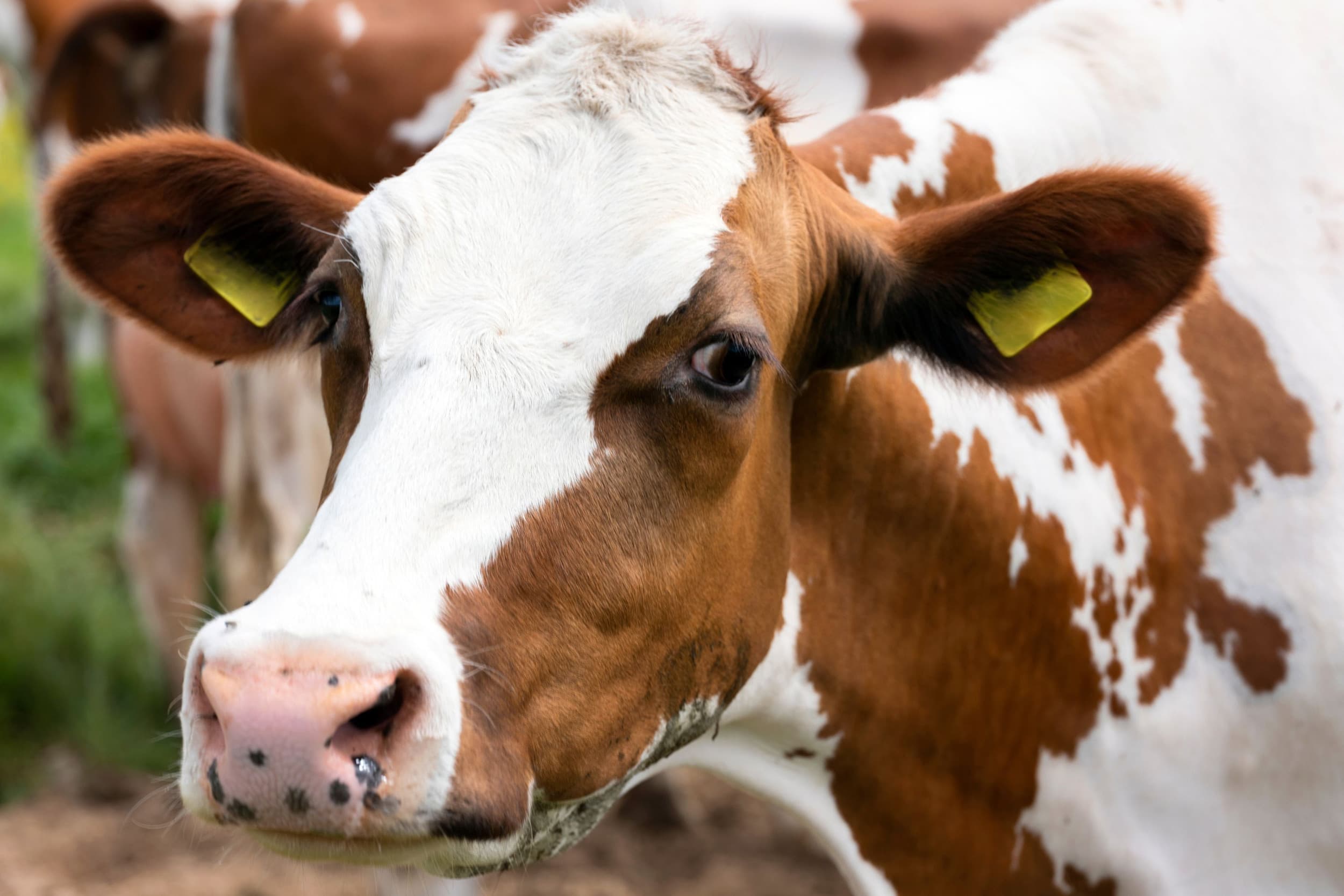 In Schotland is op een boerderij een geval van BSE geconstateerd. Foto: Canva