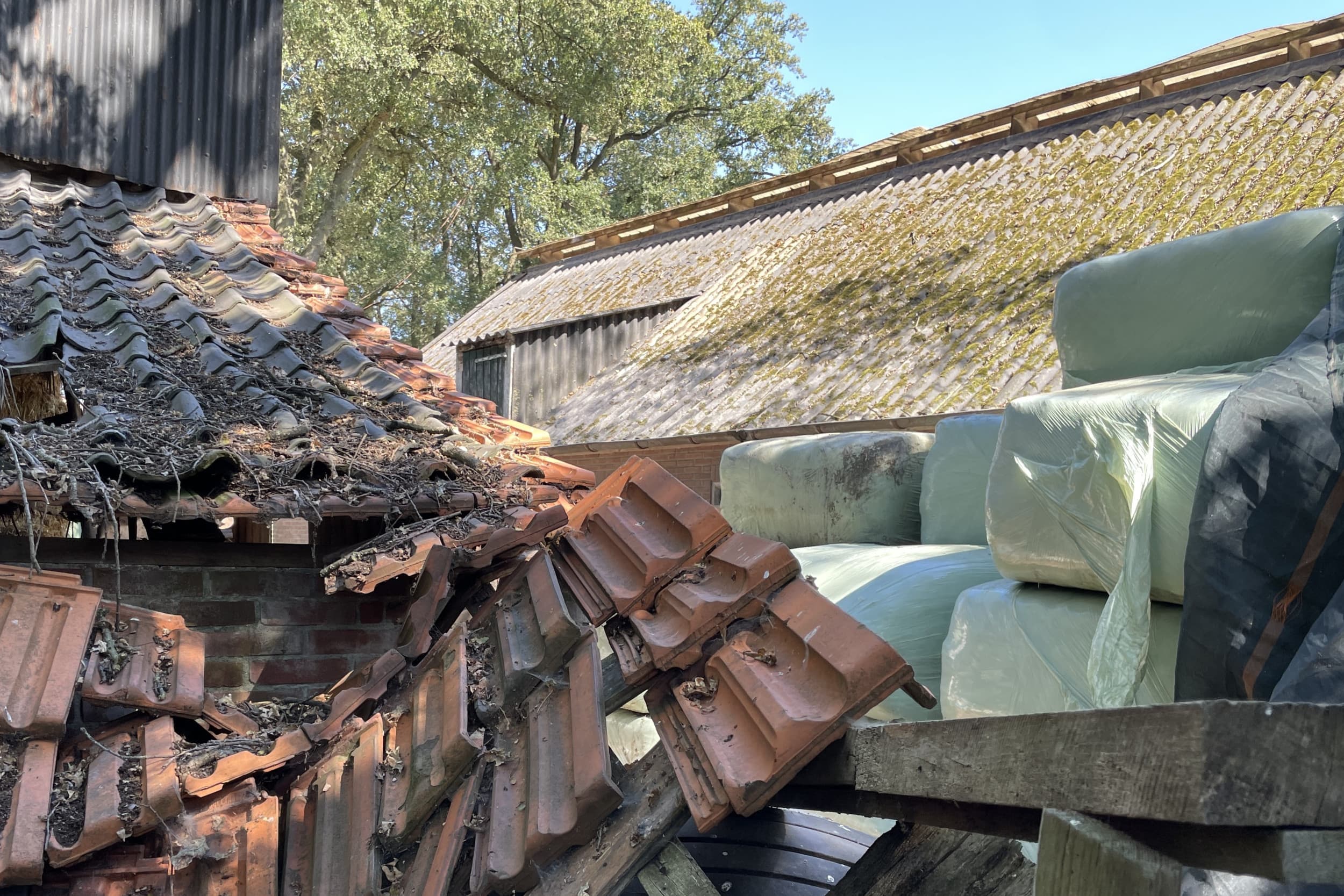 De brede beëindigingsregeling wordt aangepast en loopt vertraging op; de regeling moet aantrekkelijker worden voor veehouders die willen stoppen, waaronder verouderde bedrijven. Foto: Martijn ter Horst