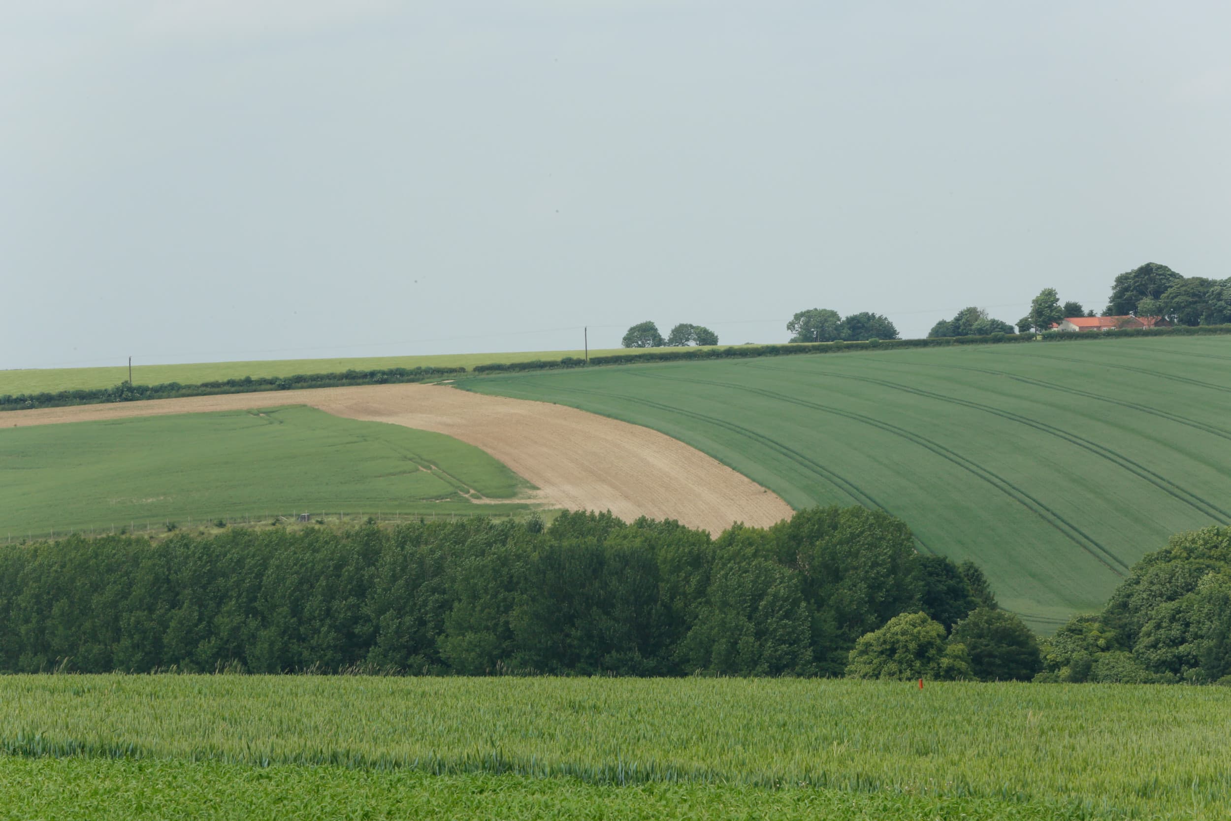 Engelse boeren verliezen overheidssteun doordat minister Reed abrupt stopt met het Sustainable Farming Incentive (SFI), een regeling voor milieuvriendelijke landbouw, naast de erfbelasting en strengere grondregels. Foto: Henk Riswick
