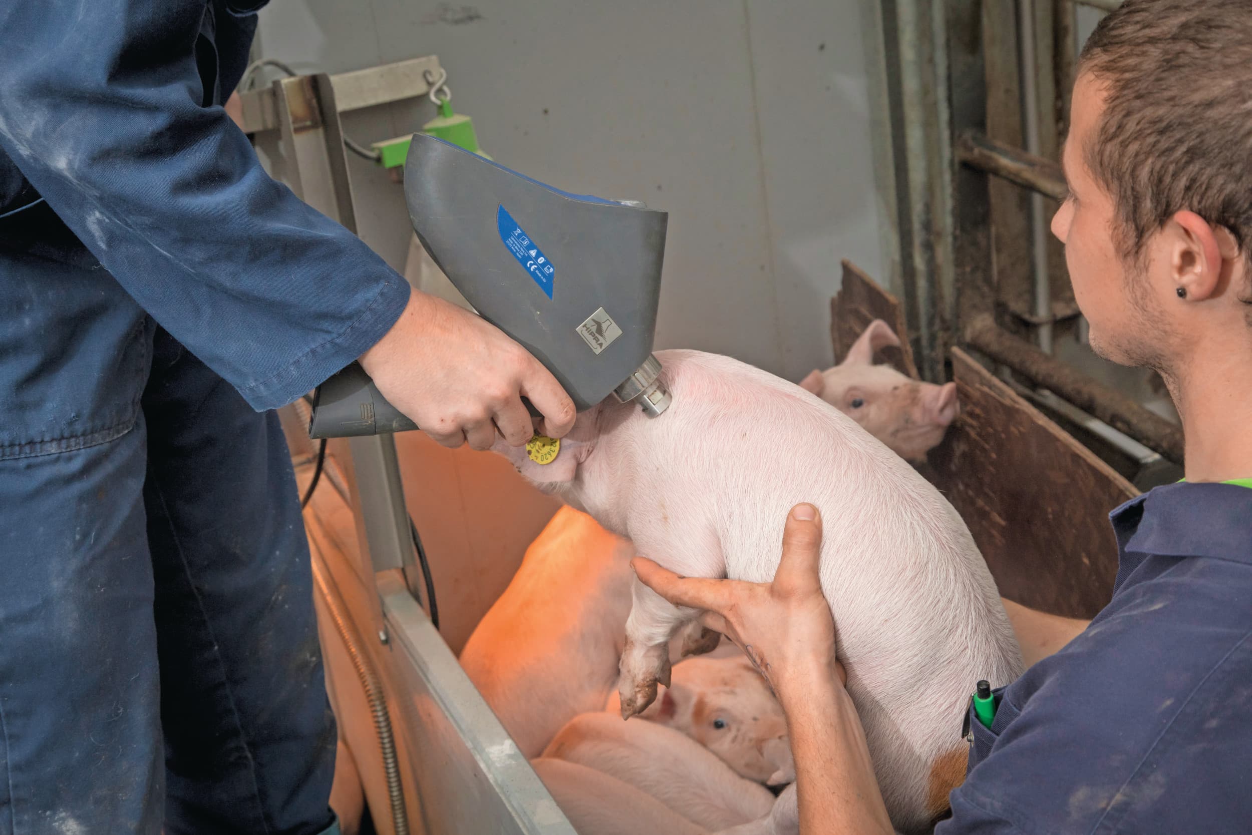 Het vaccineren van biggen. Stap 1 is het streven om biggen af te leveren die vrij zijn van het PRRS-veldvirus. Foto: Koos Groenewold
