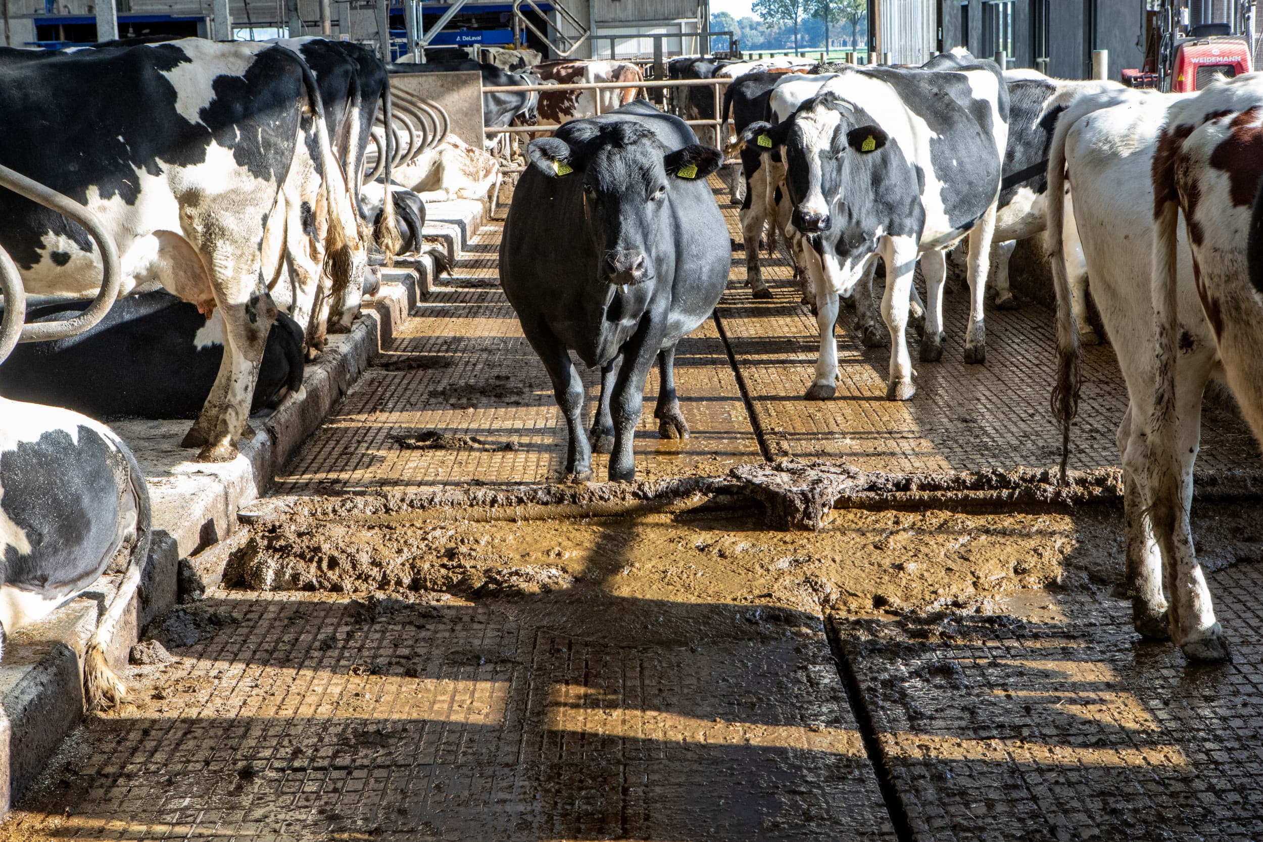 fosfaatexcretie melkveehouderij