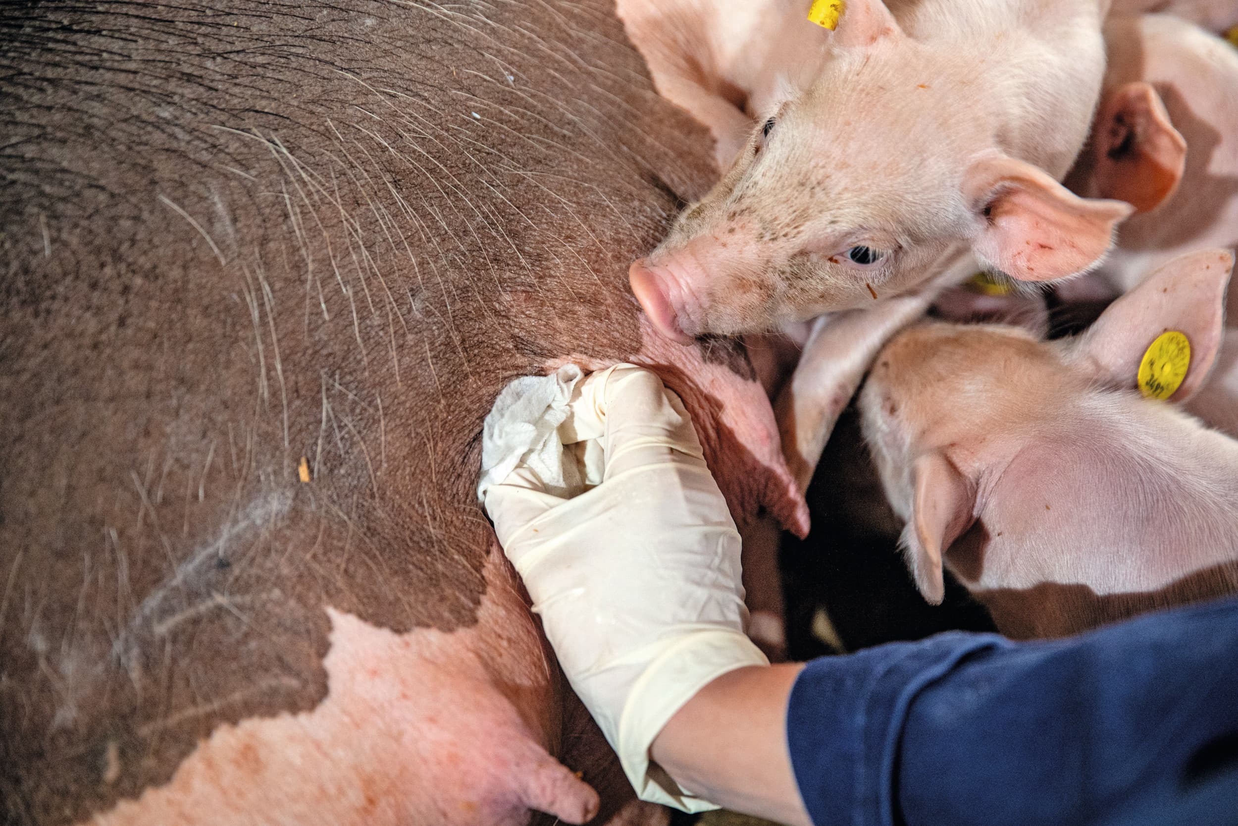 Foto ter illustratie. Op een zeugenbedrijf wordt een monster genomen bij de uier van de zeug. Vervolgens wordt gekeken of er griepvirus wordt aangetroffen. Foto: Ronald Hissink.