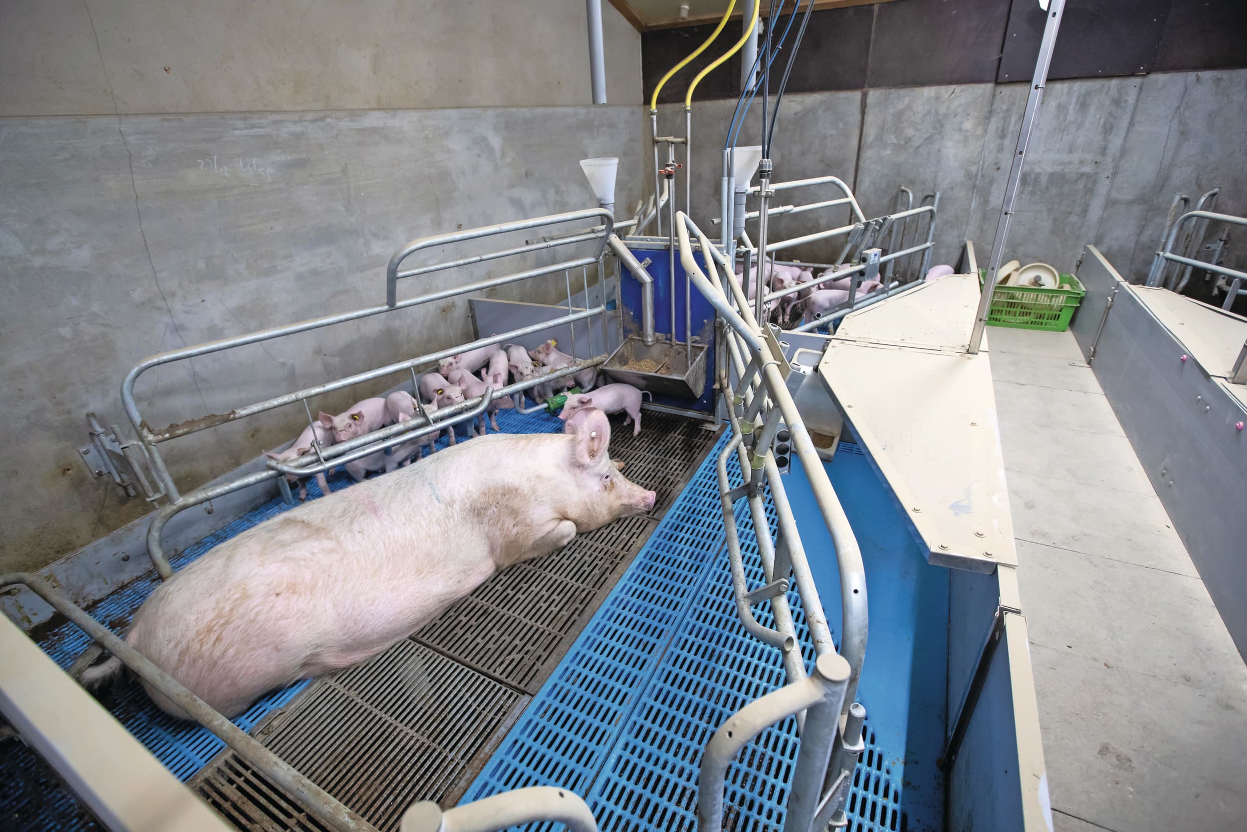 Een zeug in het kraamhok op onderzoeksbedrijf Schothorst Feed Research in Lelystad. Verschillen in houderijsystemen, klimaat, genetica en management (zoals speenleeftijd) zorgen voor uiteenlopende voerbehoeftes bij zeugen. Foto: Ronald Hissink