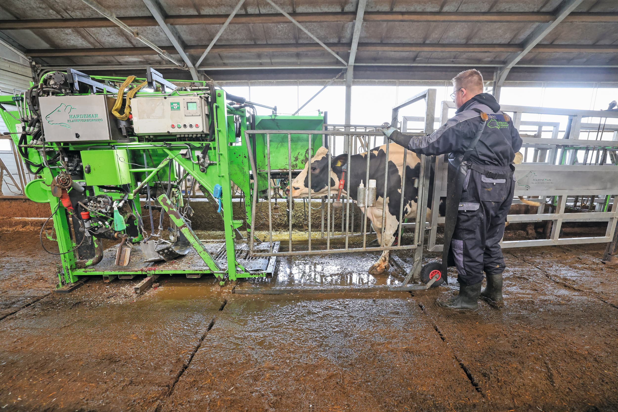 Door schuin achter een koe te lopen wordt gebruik gemaakt van de 'bewegingssensoren' van een koe. Zonder al te veel druk laten koeien zich dan opdrijven. Foto: Bert Jansen