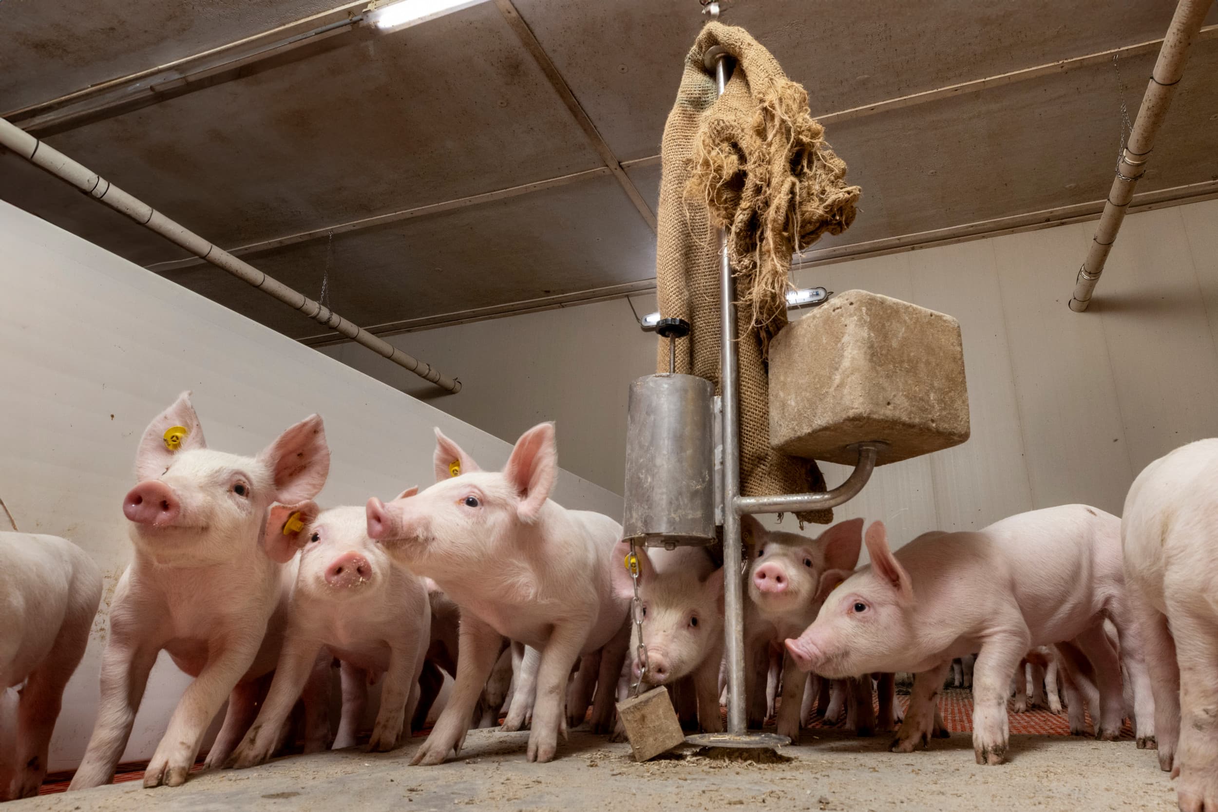 Miss Piggy is een vrouwenstudieclub voor de varkenshouderij. Foto: Koos Groenewold