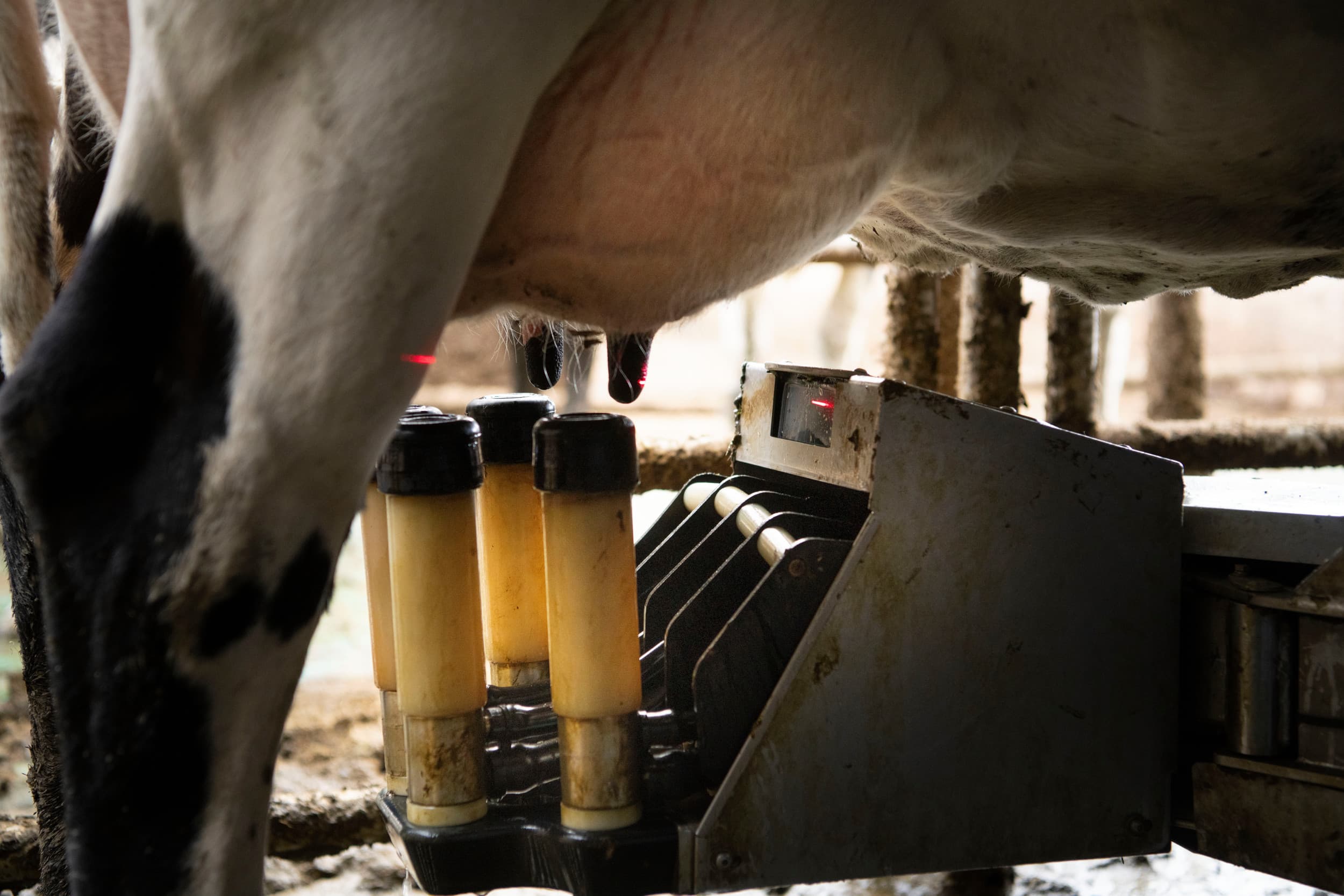 De nabetaling van DOC Kaas geldt voor de maanden januari tot en met november en komt vroeg dit jaar. Foto: Mark Pasveer